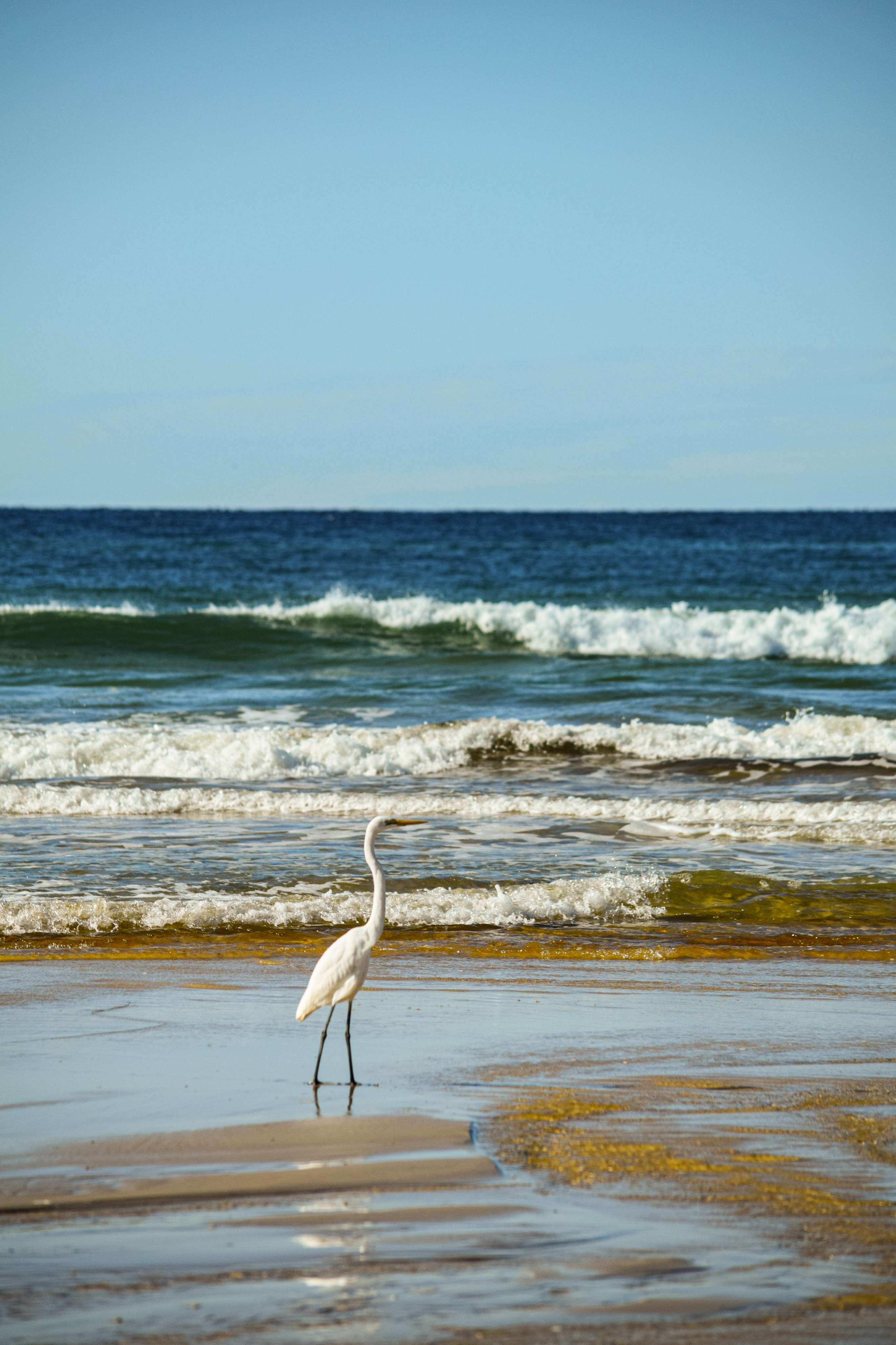 Egret on sand