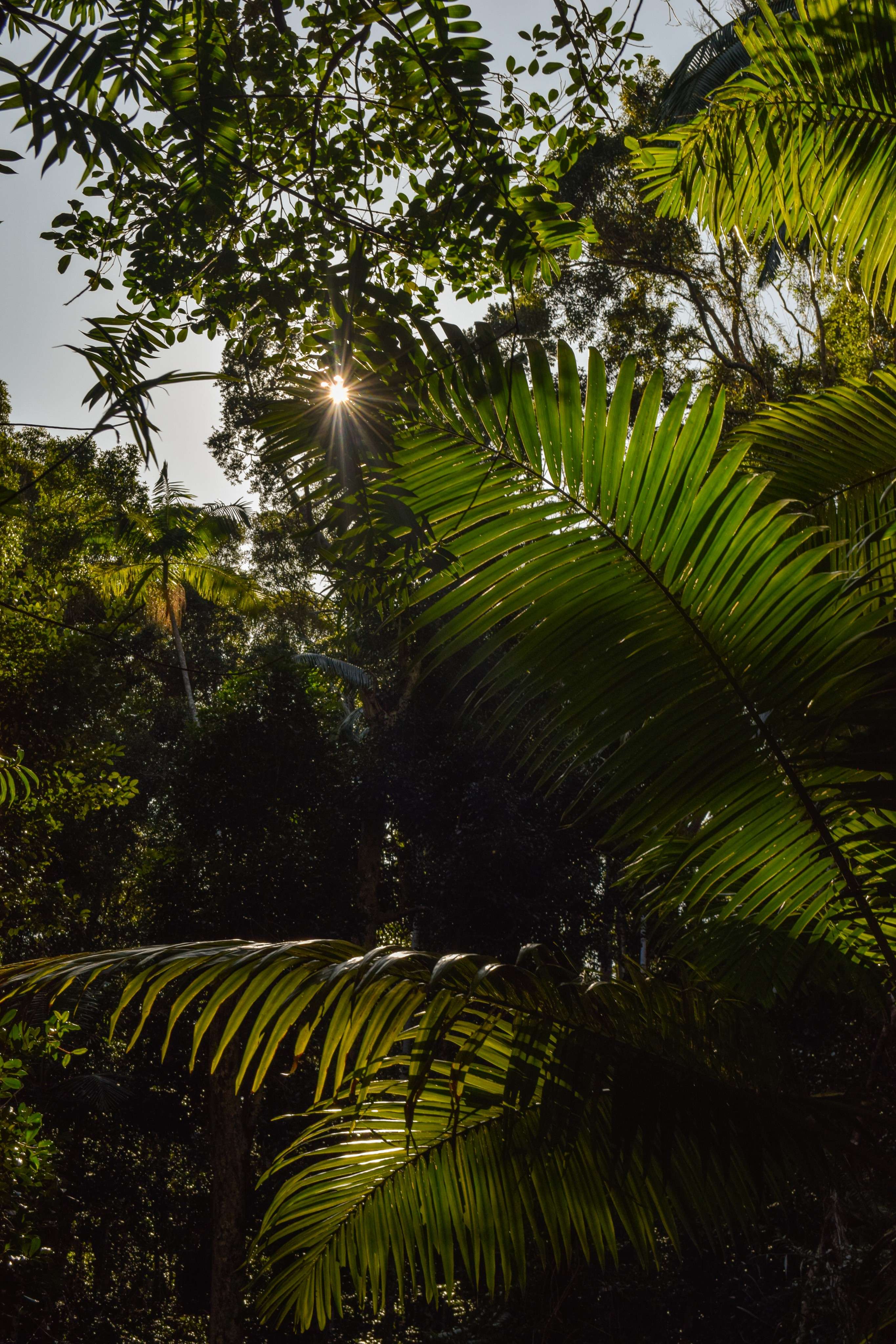 Sunlight through trees