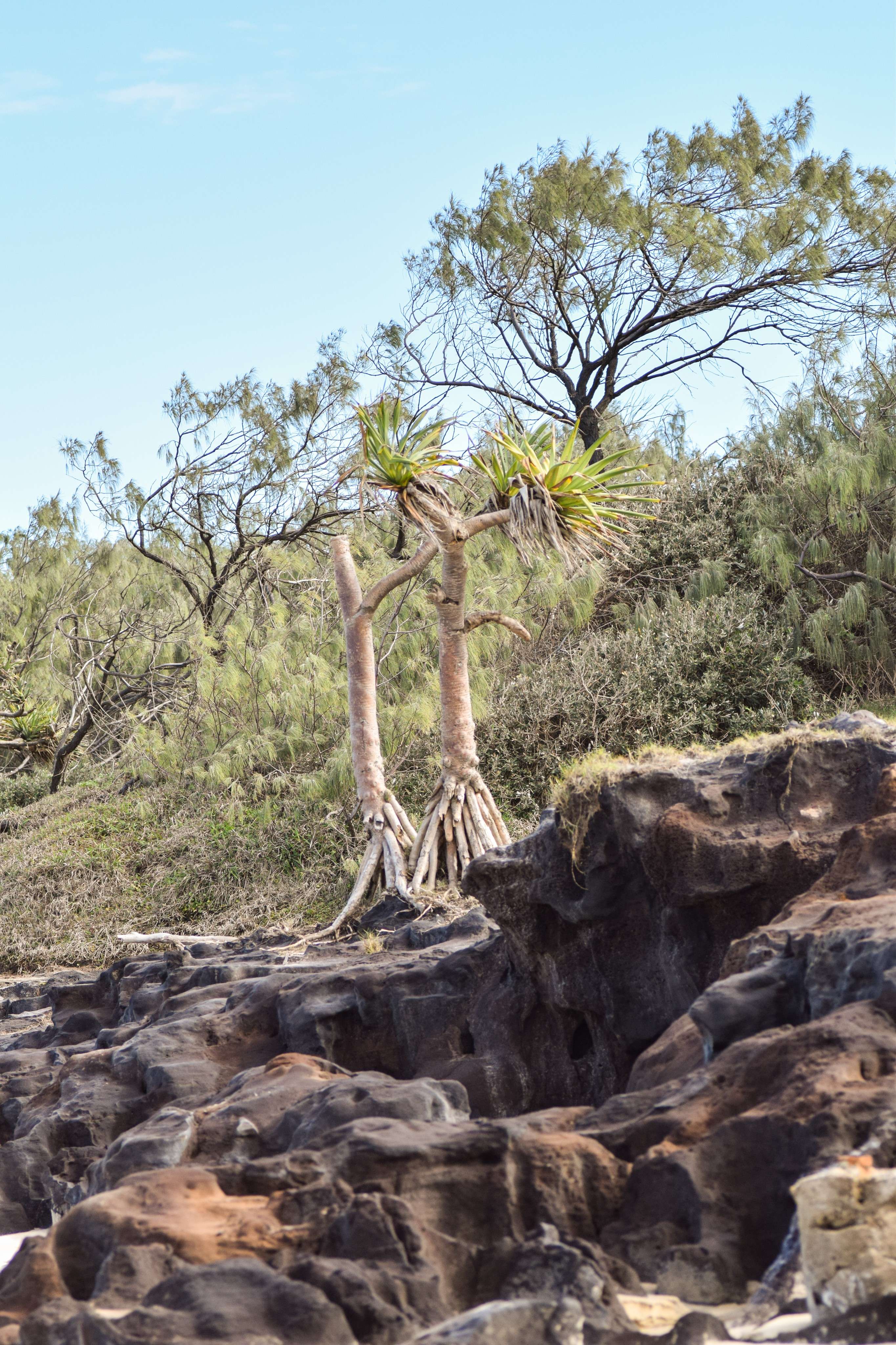 Trees on rocks