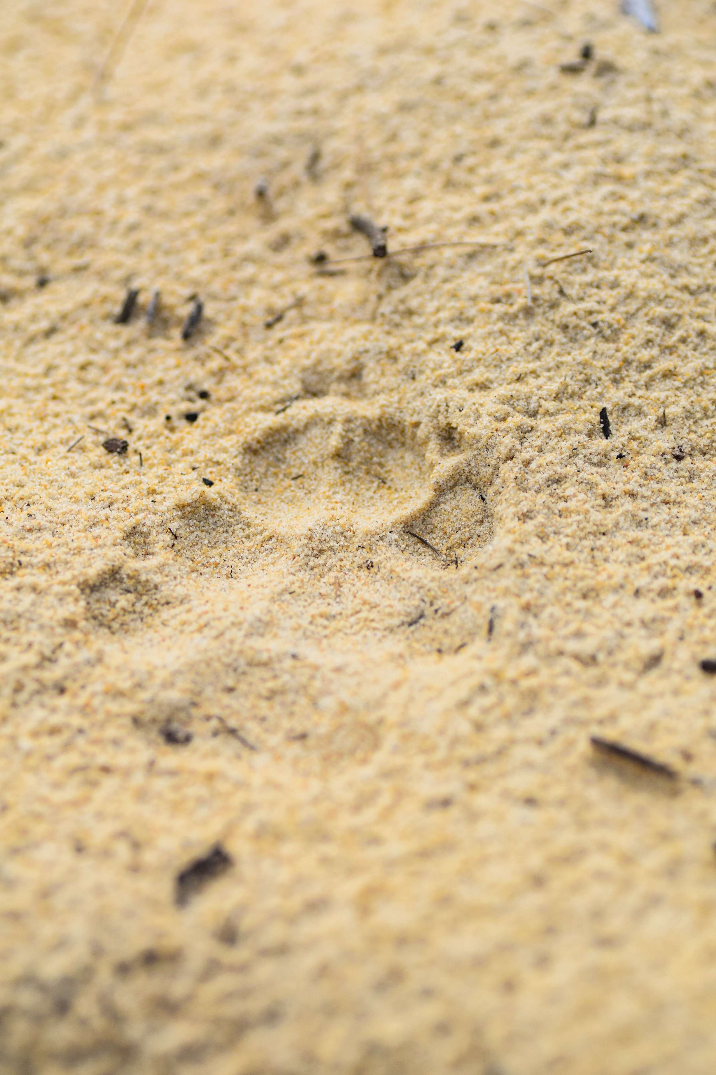 Dingo Footprint