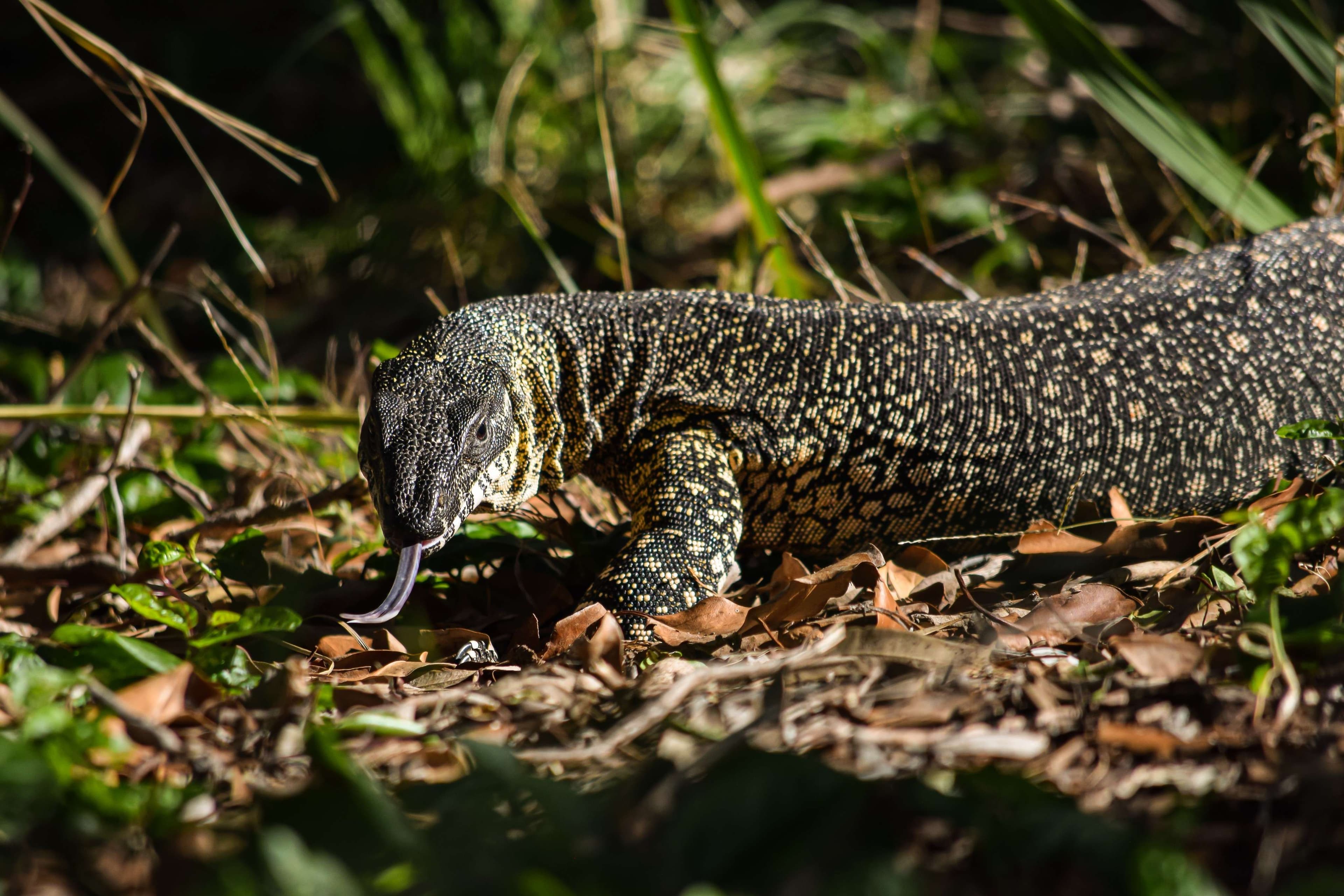 Lace Monitor