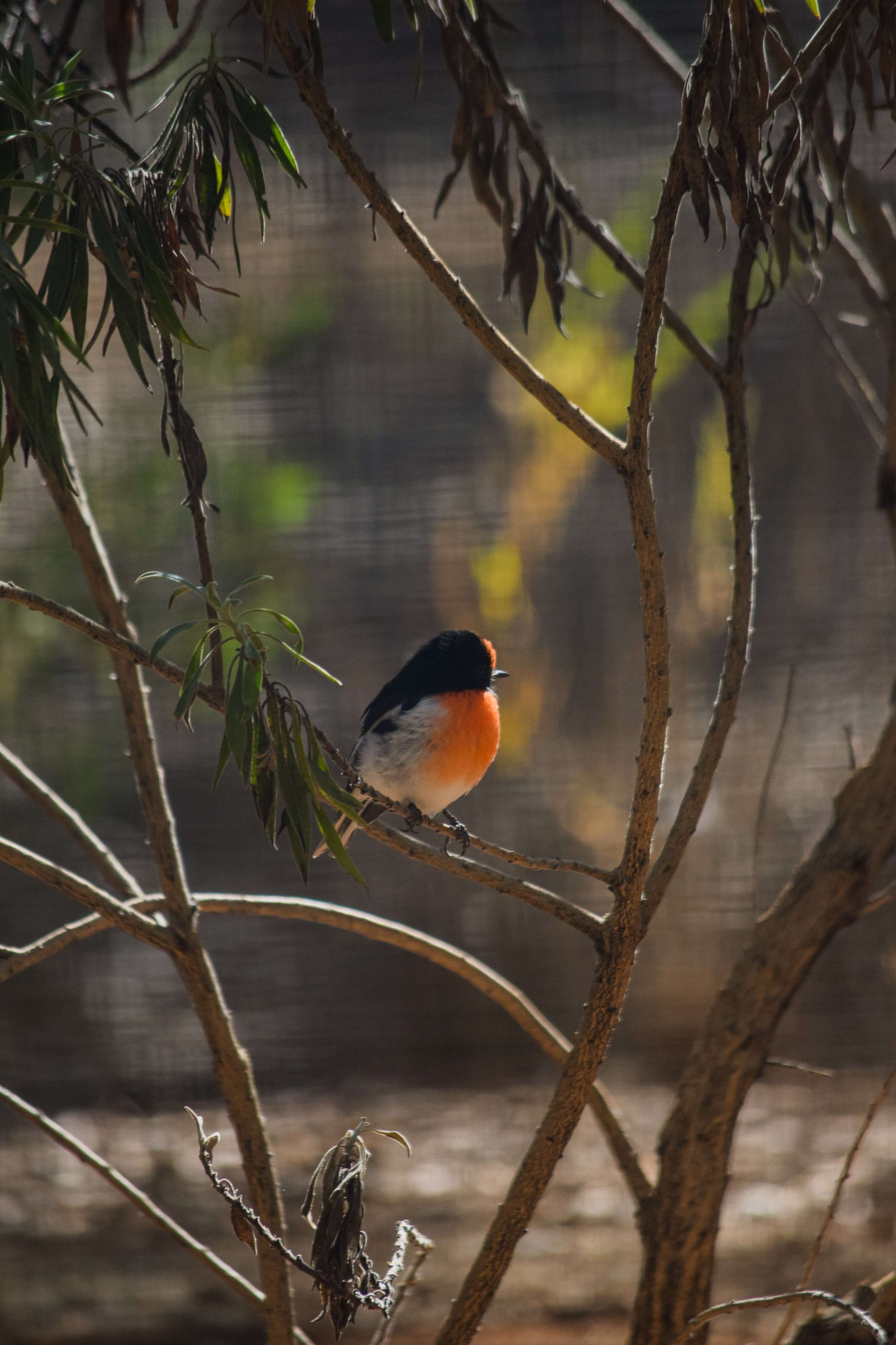 Red-capped Robin