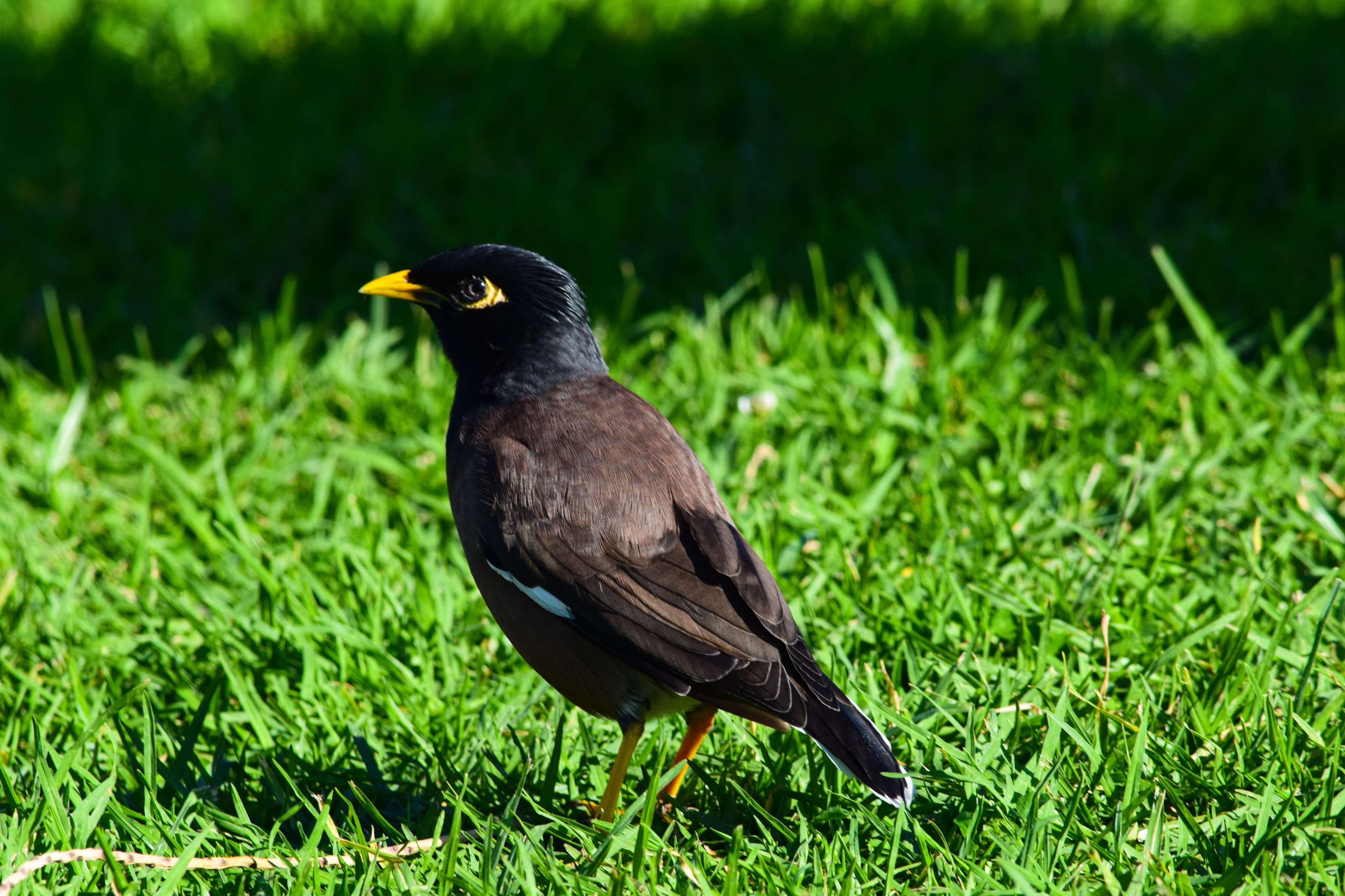 Common Blackbird