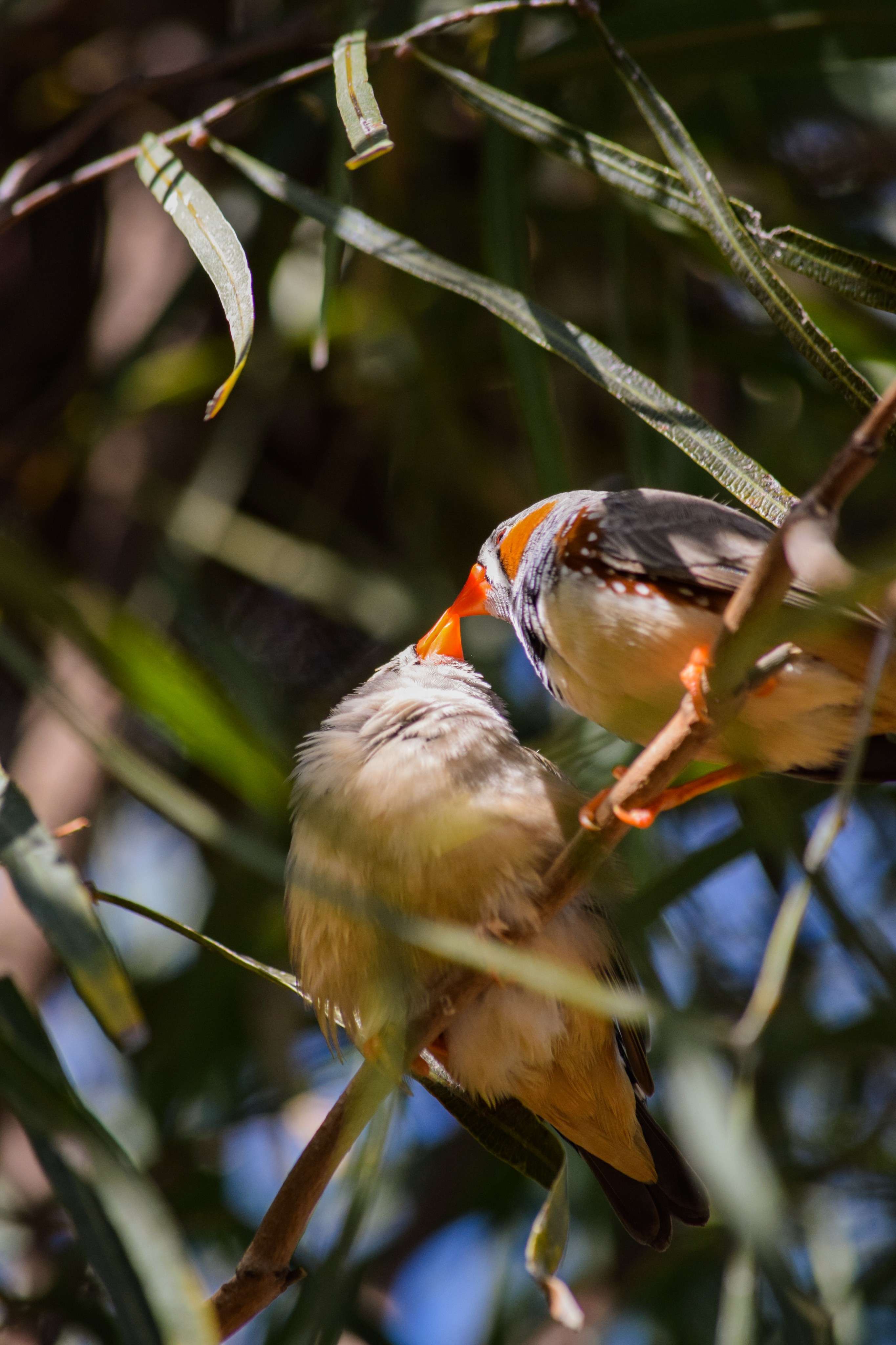 Australia Zebra Finches kissing