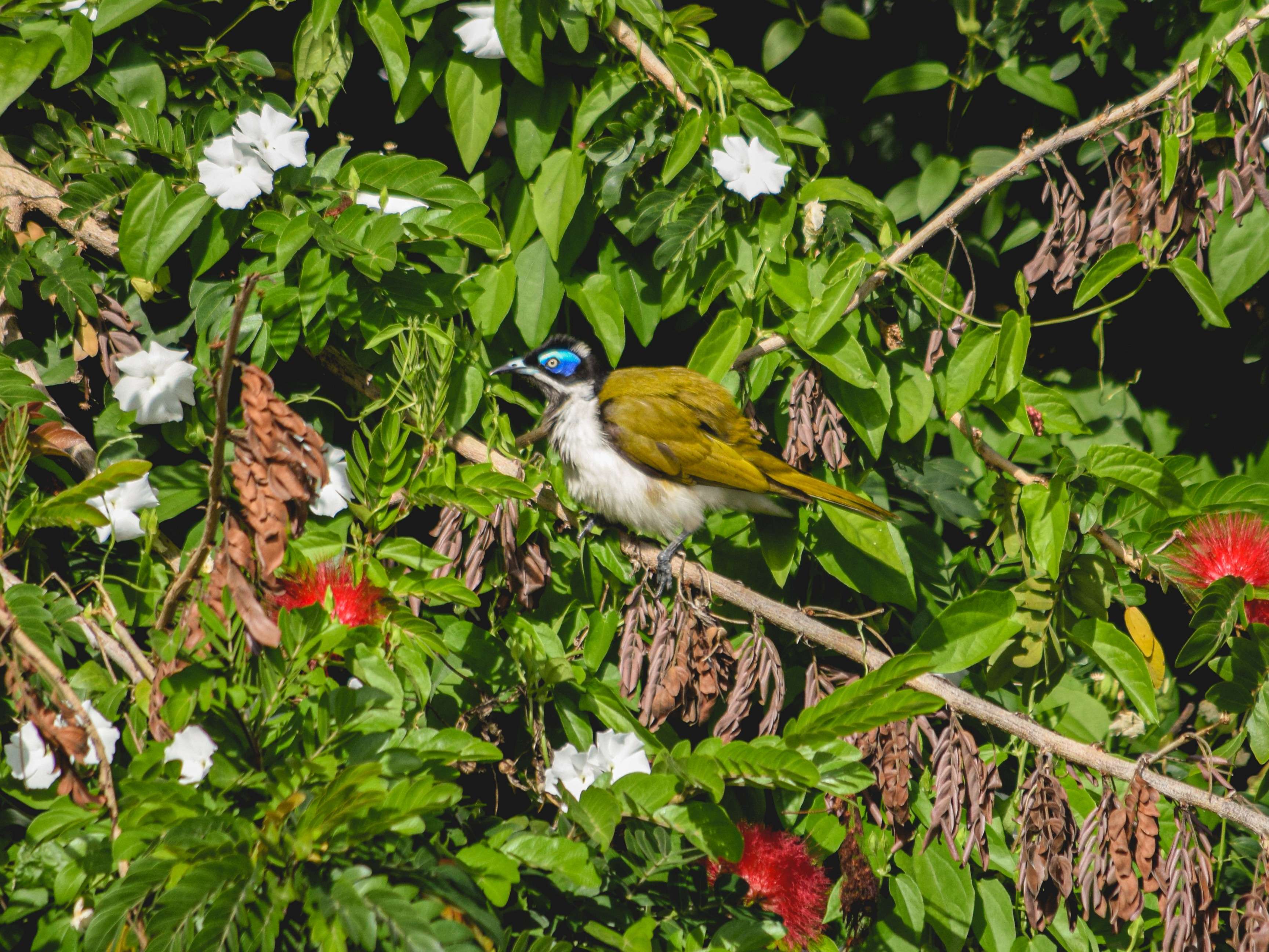 Blue-faced Honeyeater