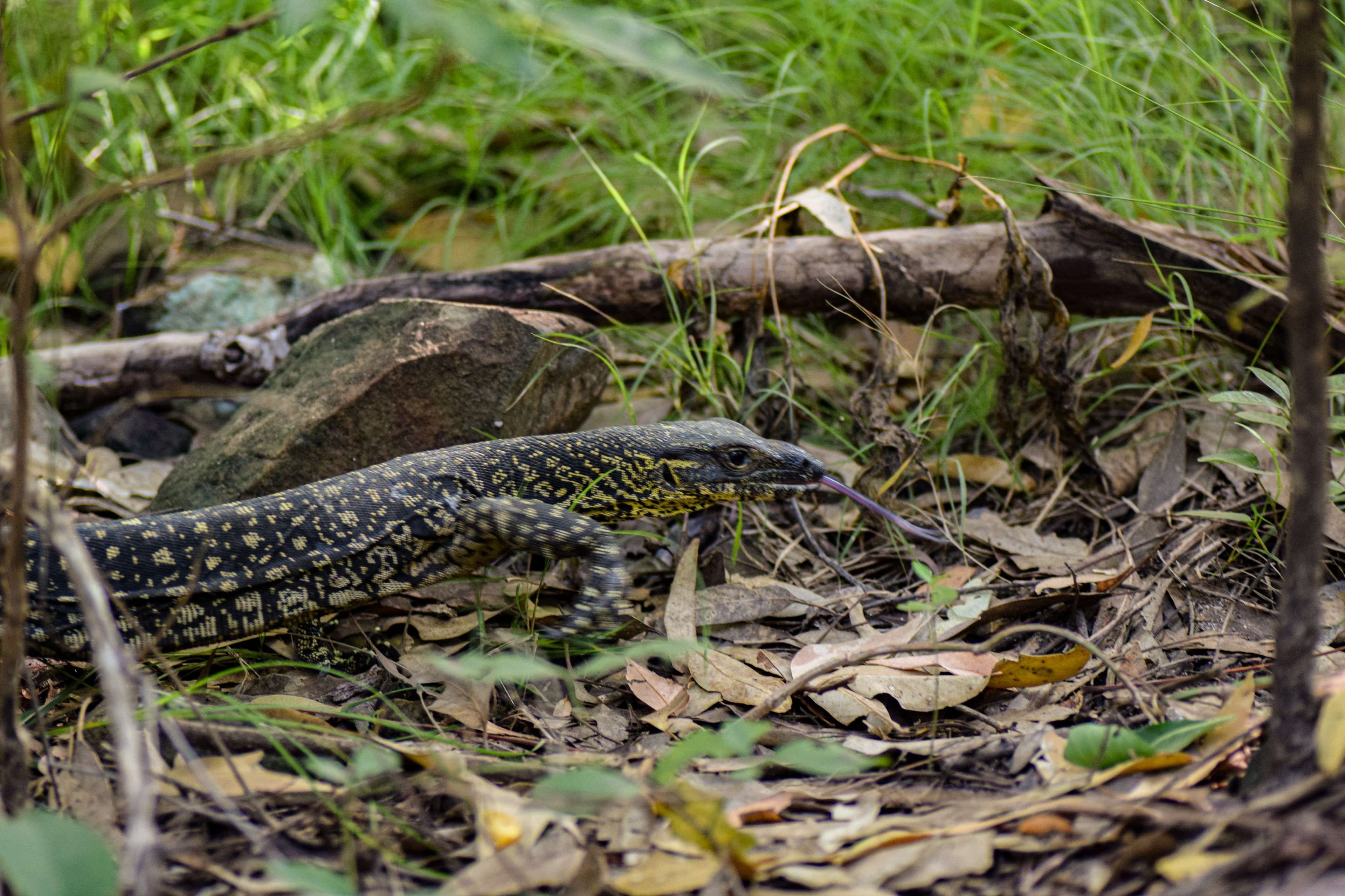 Lace Monitor
