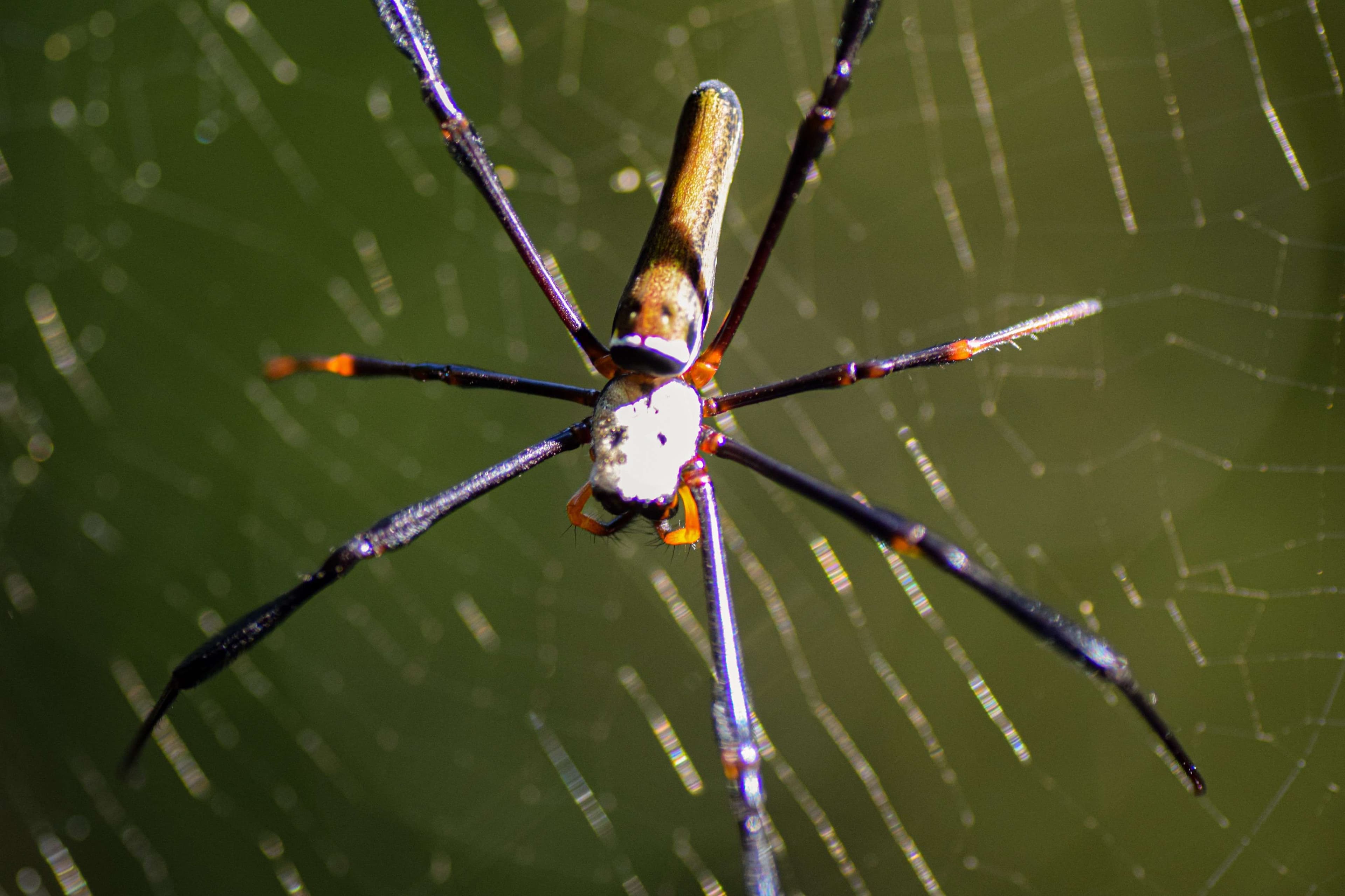 Golden Orb Weaver Spider