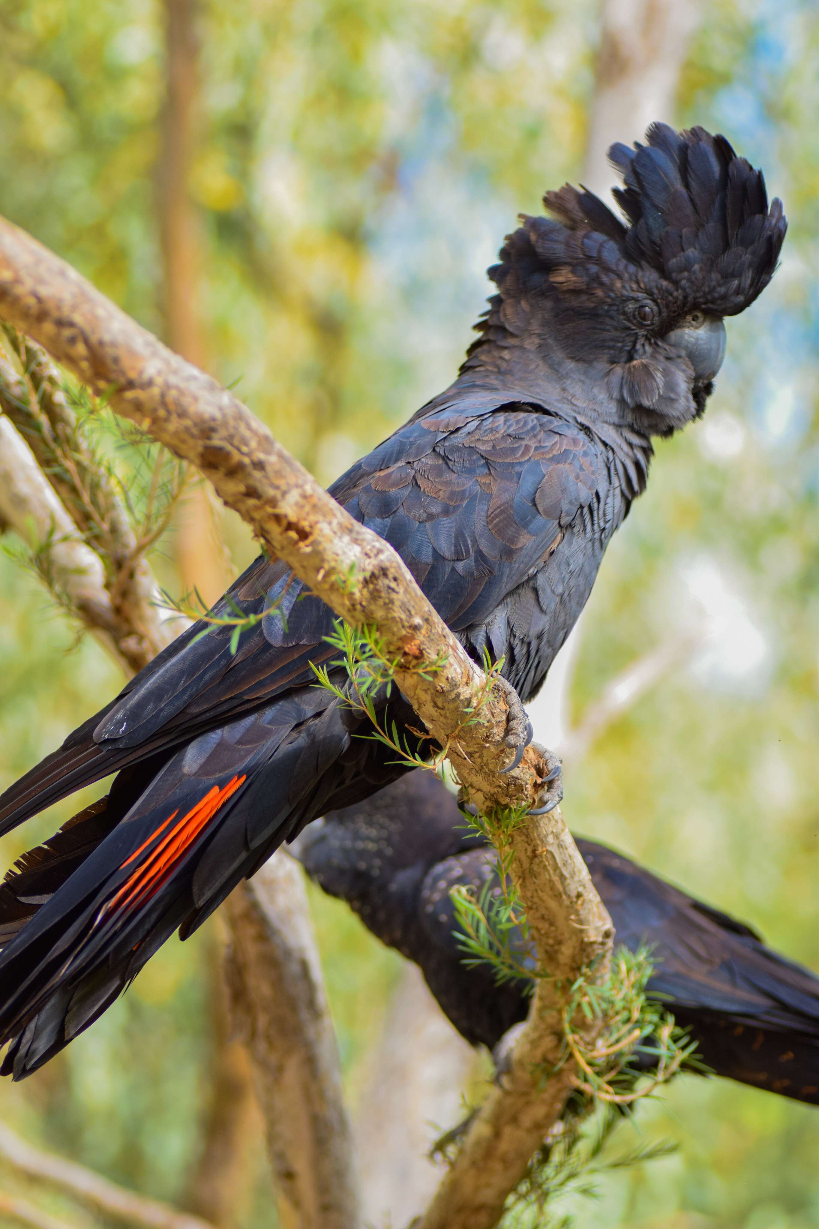 Red-tailed Black Cockatoo