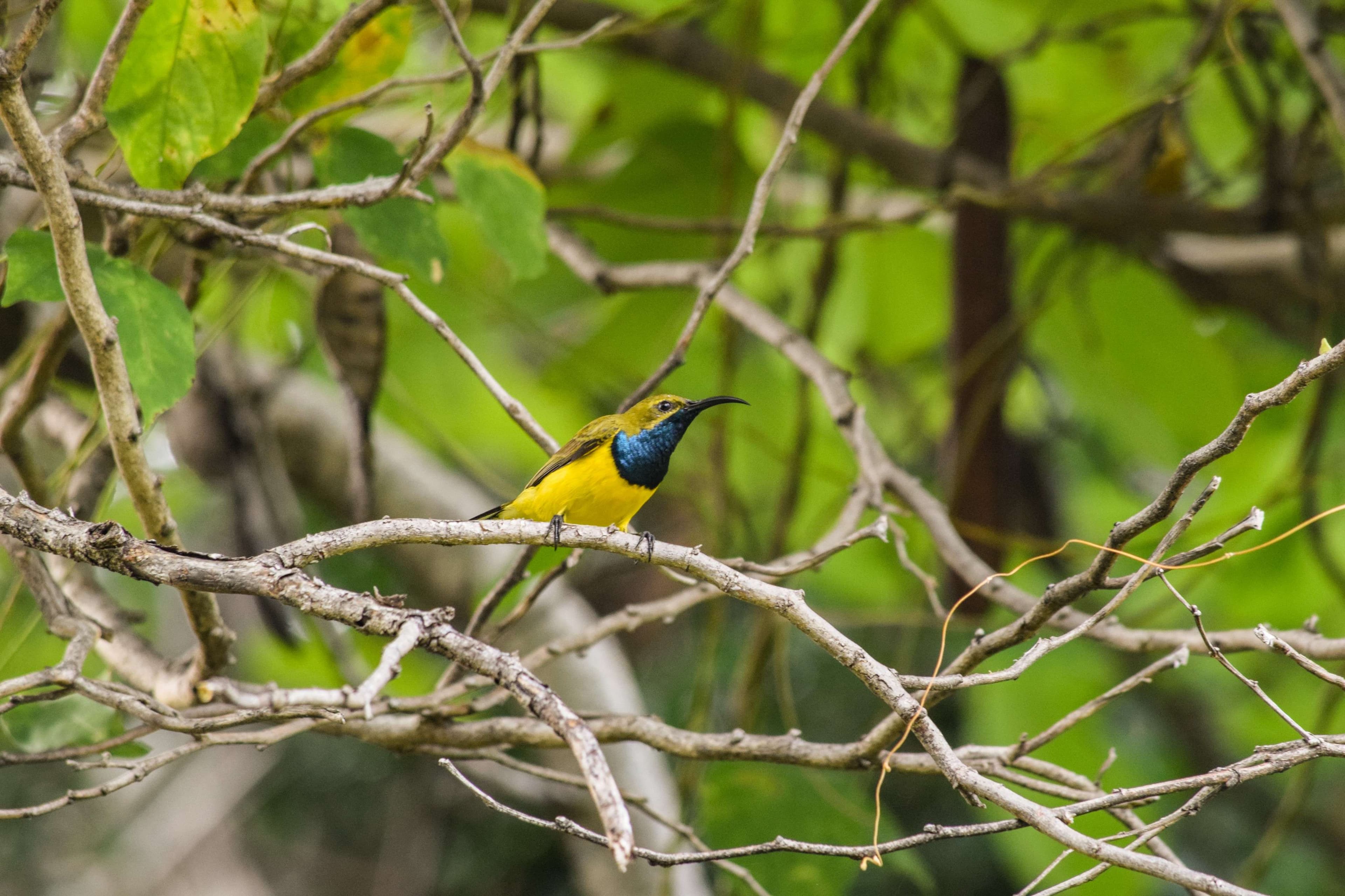 Yellow-bellied Sunbird