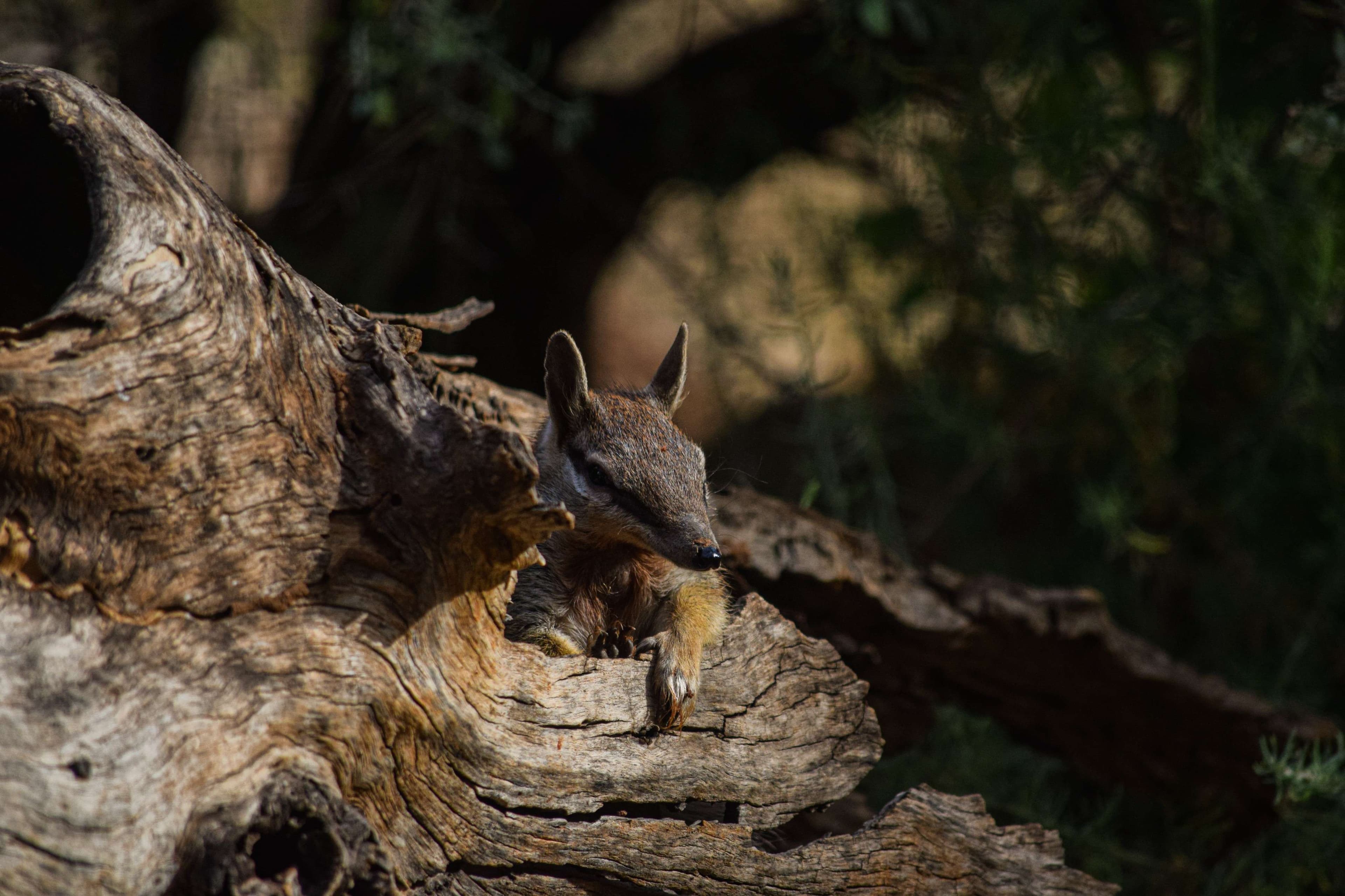 Asutralian Numbat