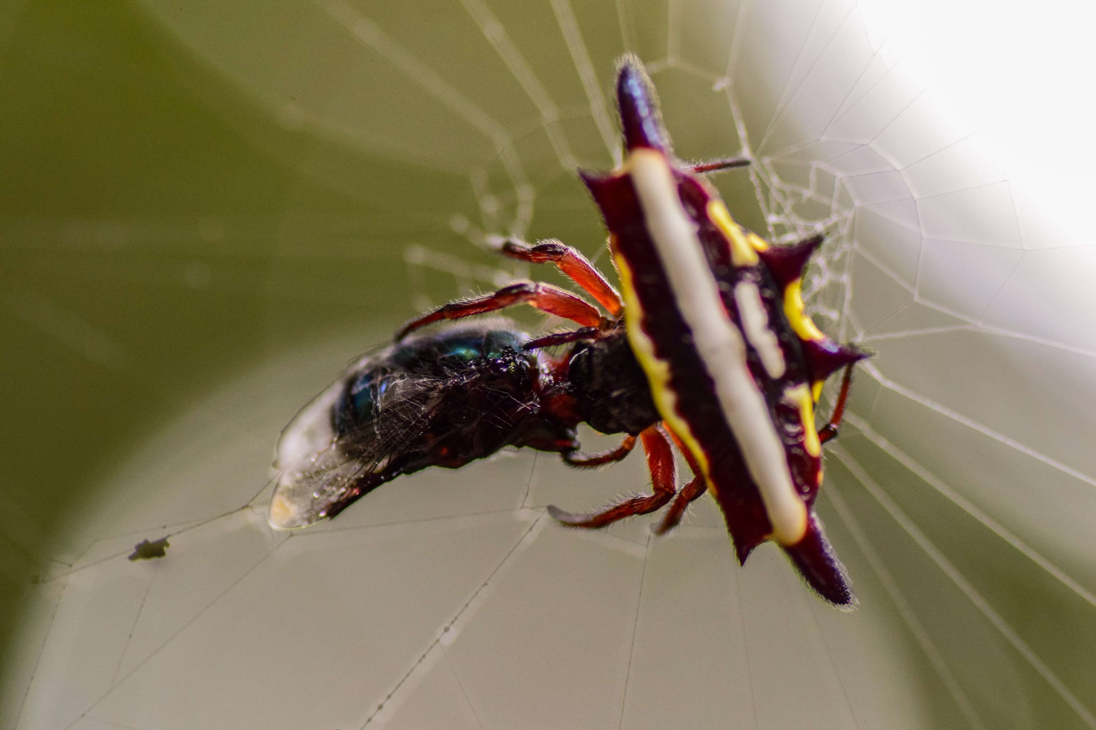 Spiny Orbweaver Spider