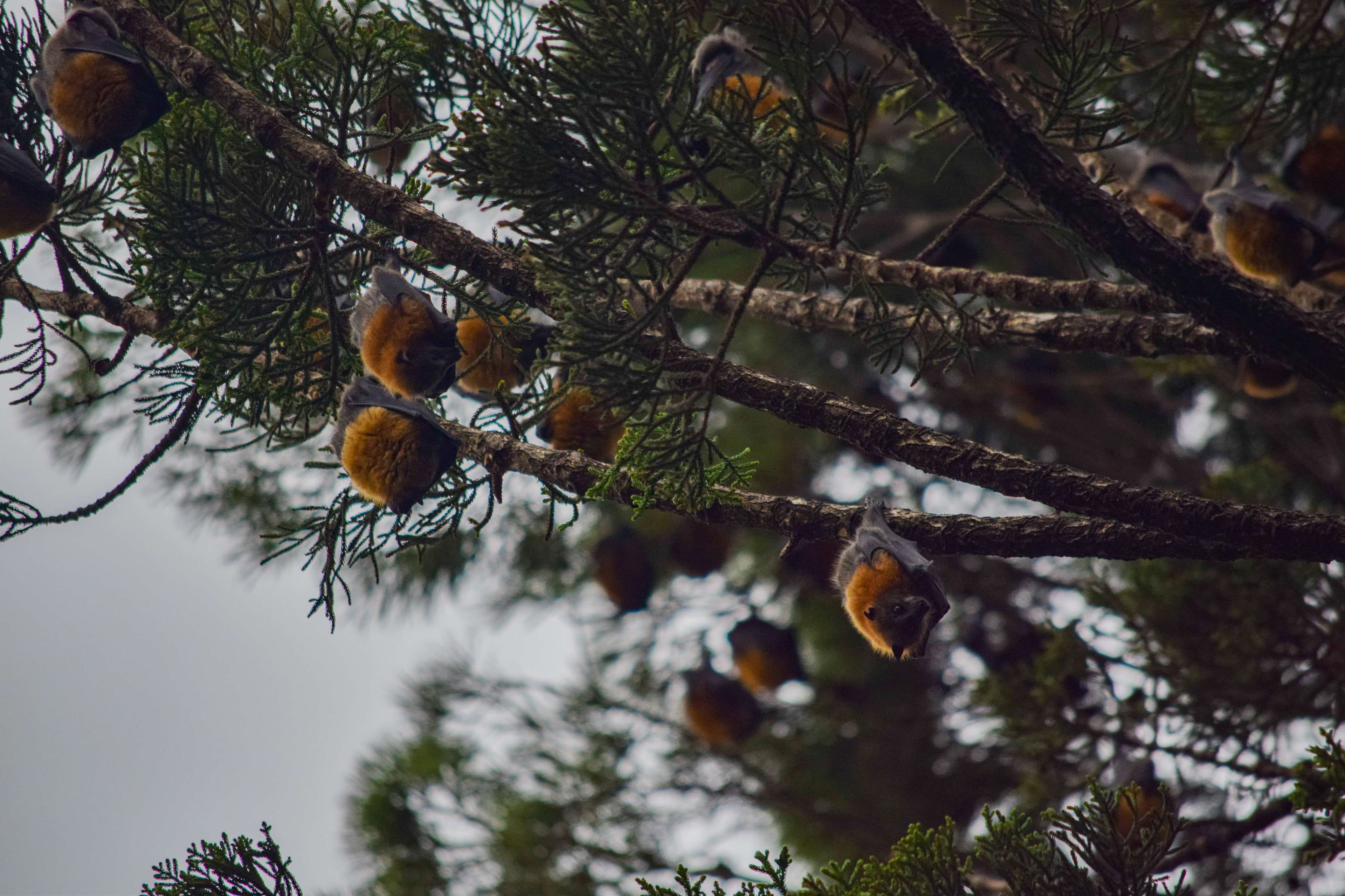 Grey-headed FLying Fox