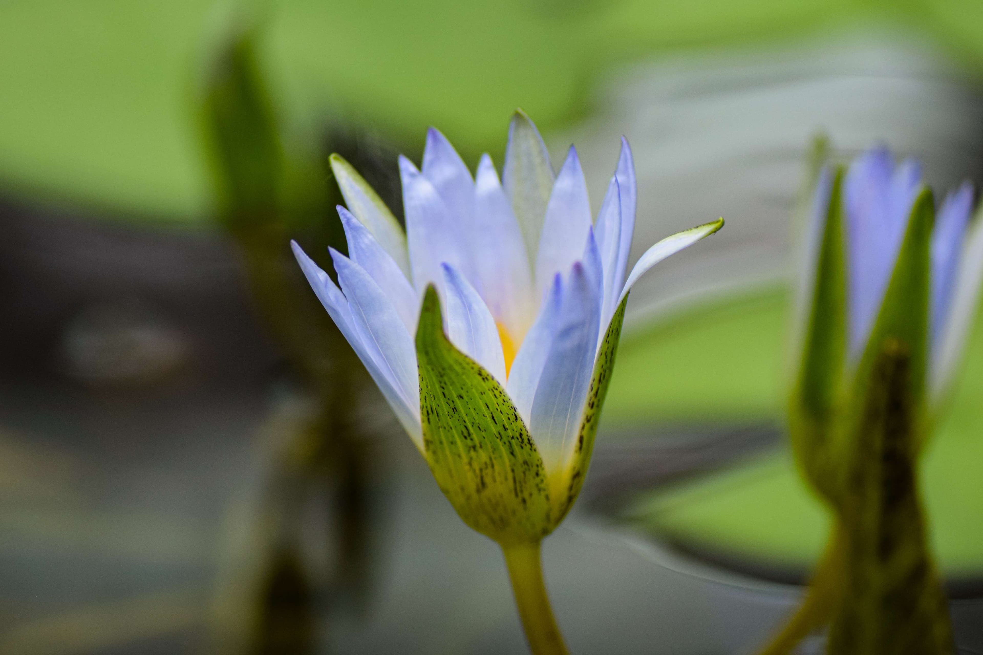 Lily (you thought it was going to be flower didn't you)