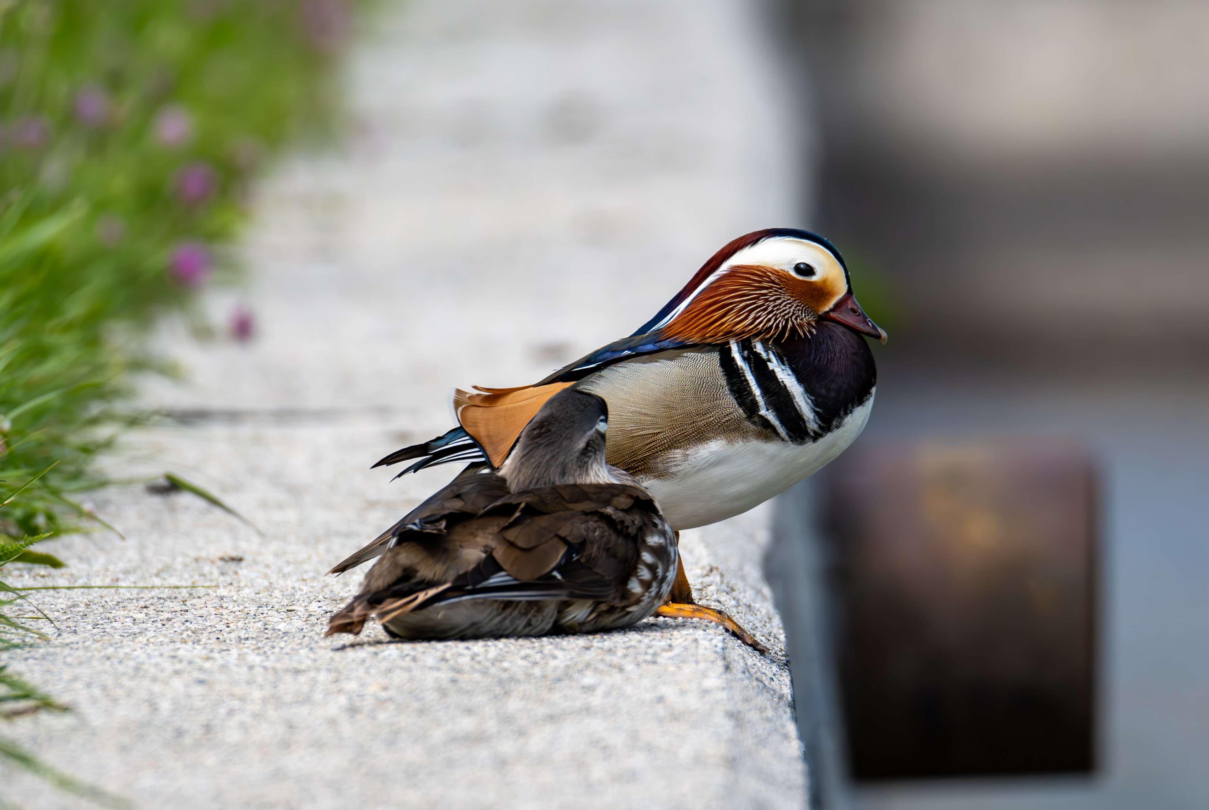 There are two birds that are standing on the side of a wall.