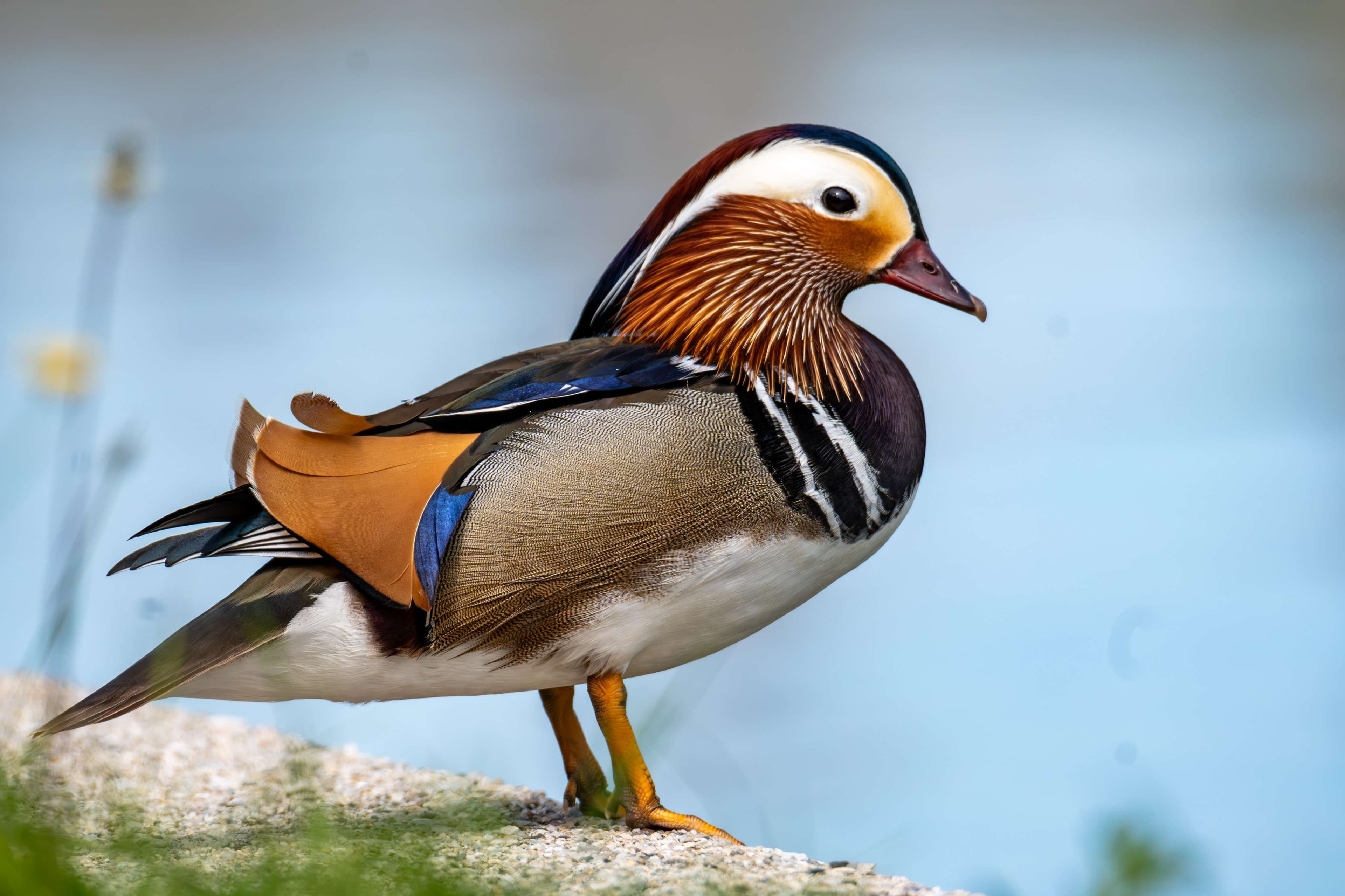 Arafed duck standing on a rock with a blue sky in the background.