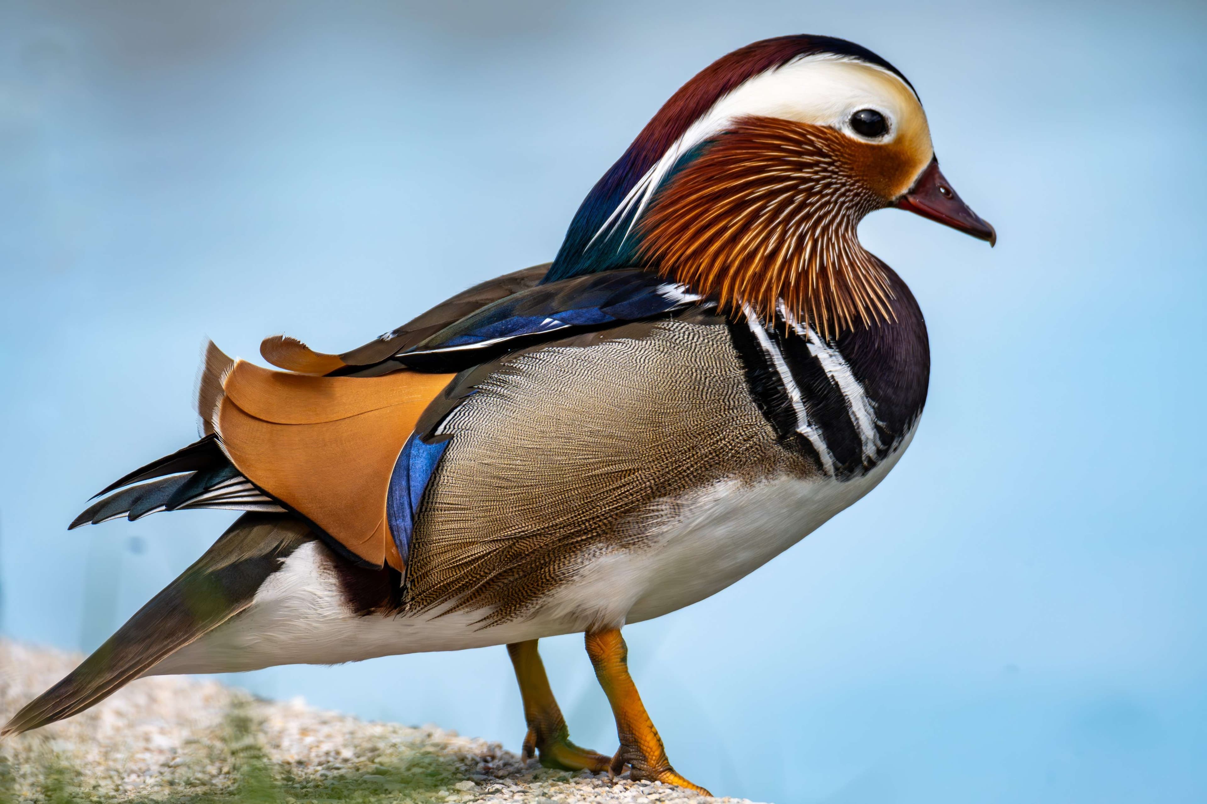 Arafed duck with orange and blue feathers standing on a rock.