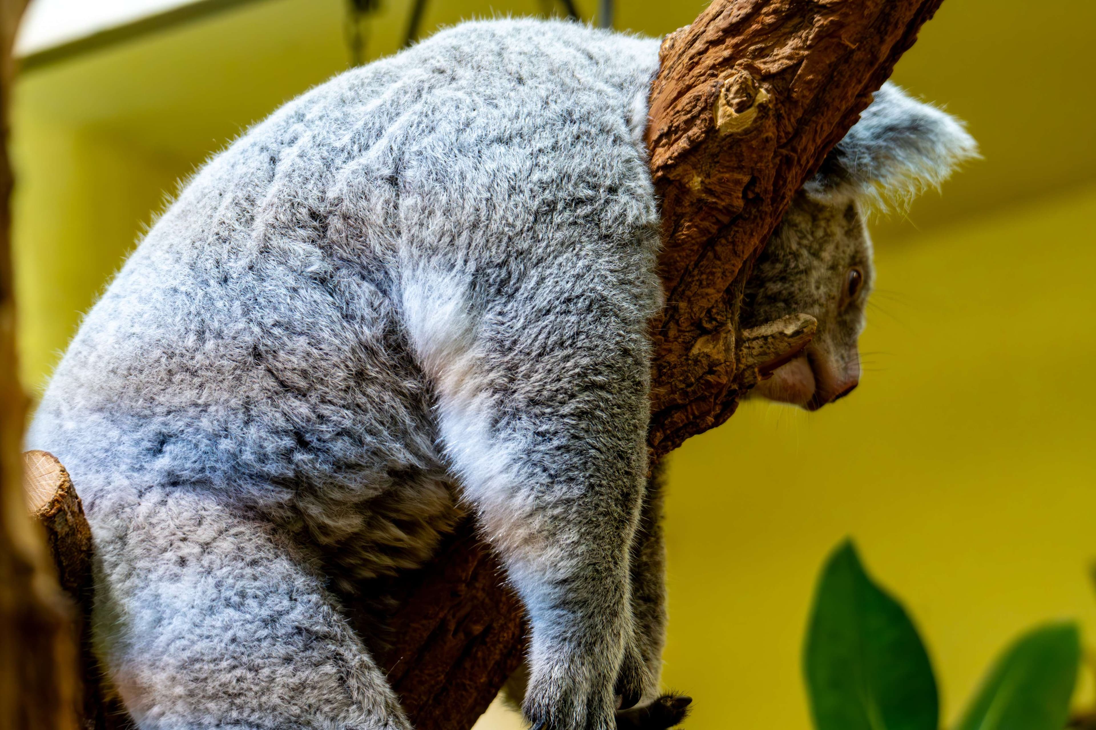 There is a koala sleeping on a tree branch in a zoo.