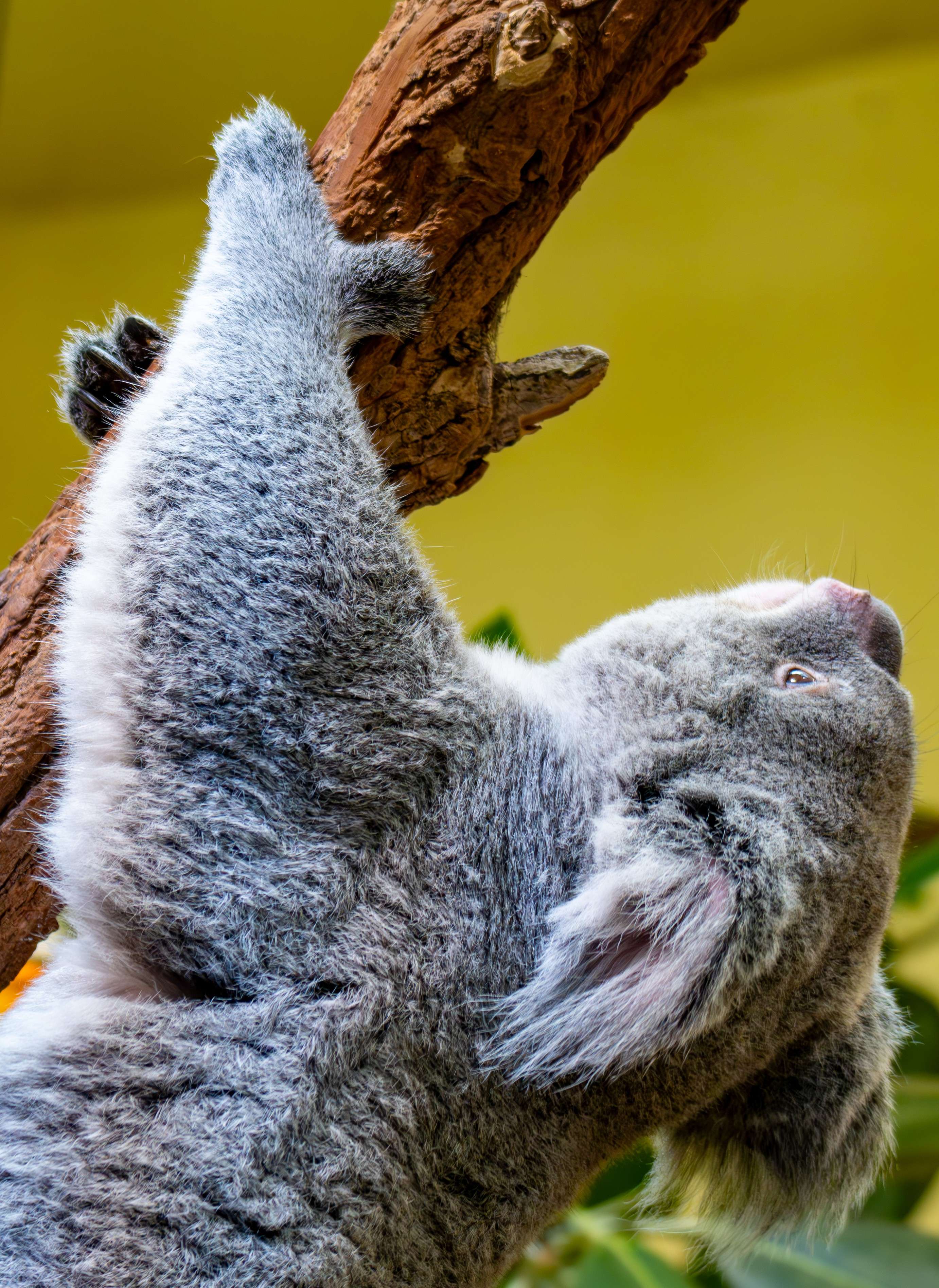 There is a koala bear that is hanging from a tree.