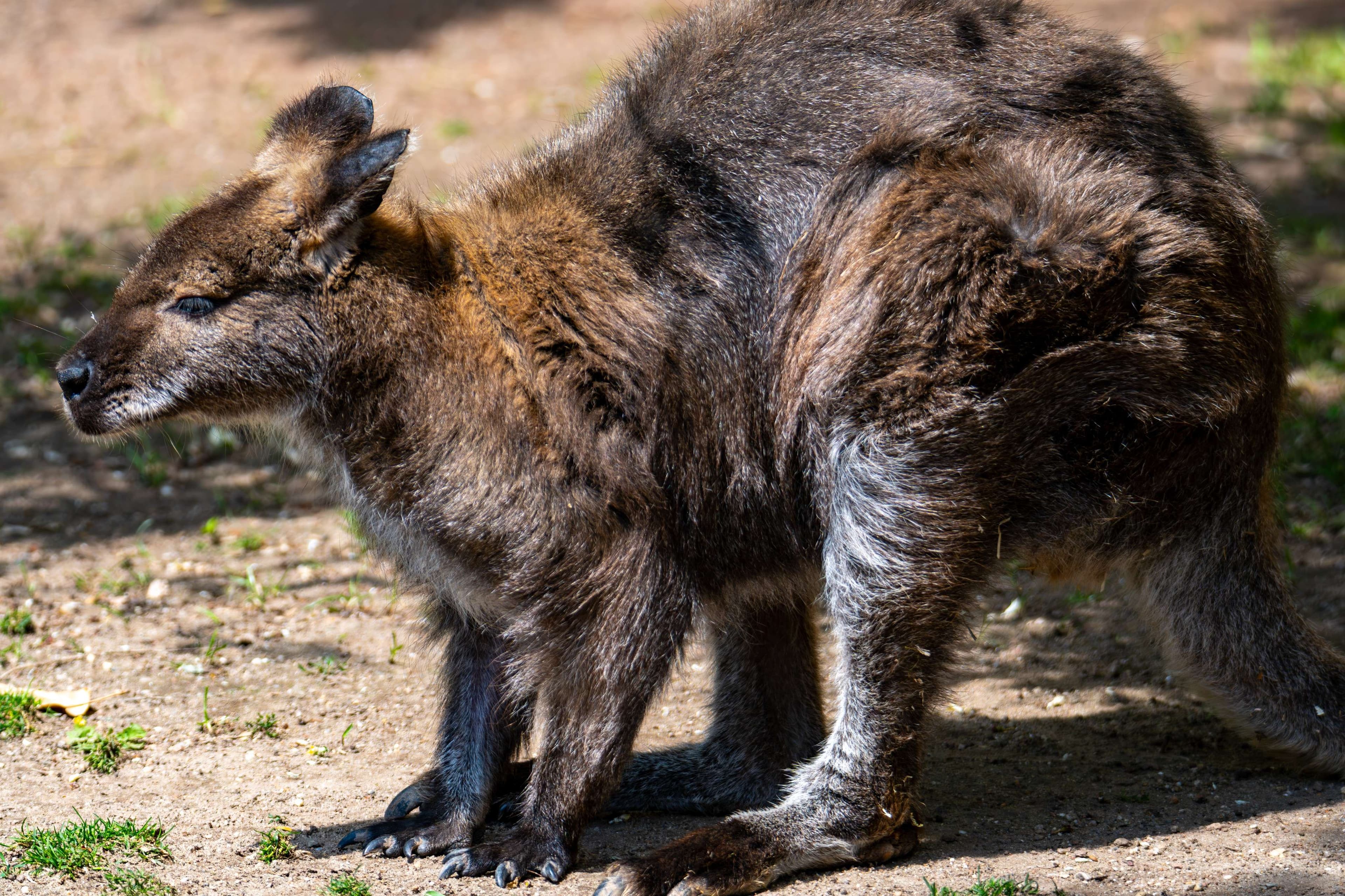 There is a small kangaroo standing on the ground in the sun.
