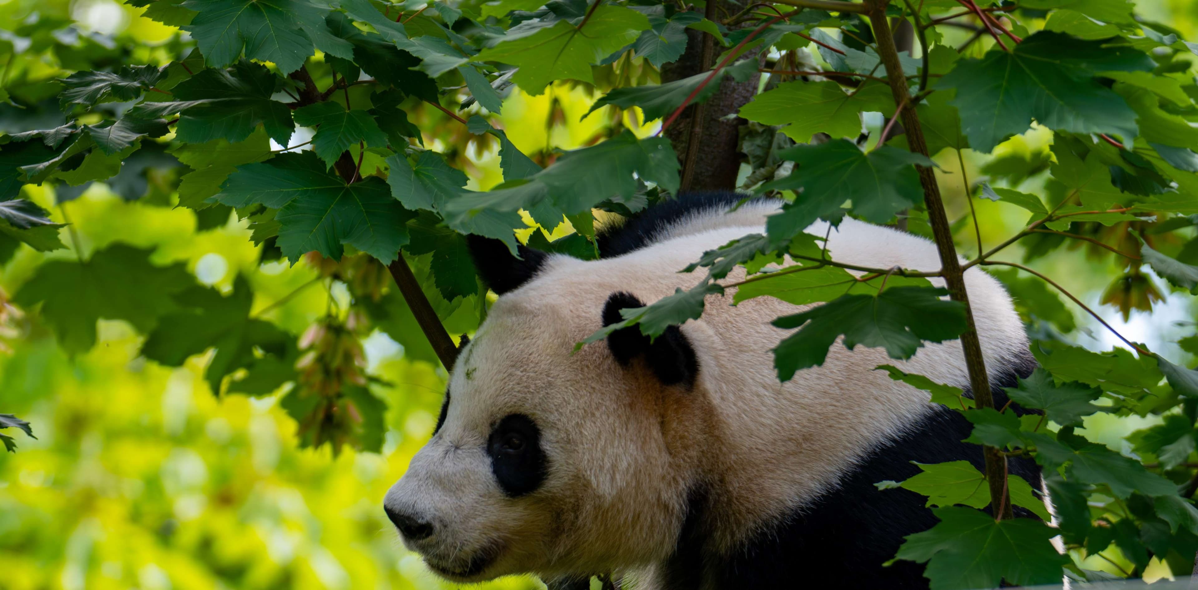 Panda bear sitting in a tree with leaves and green foliage.