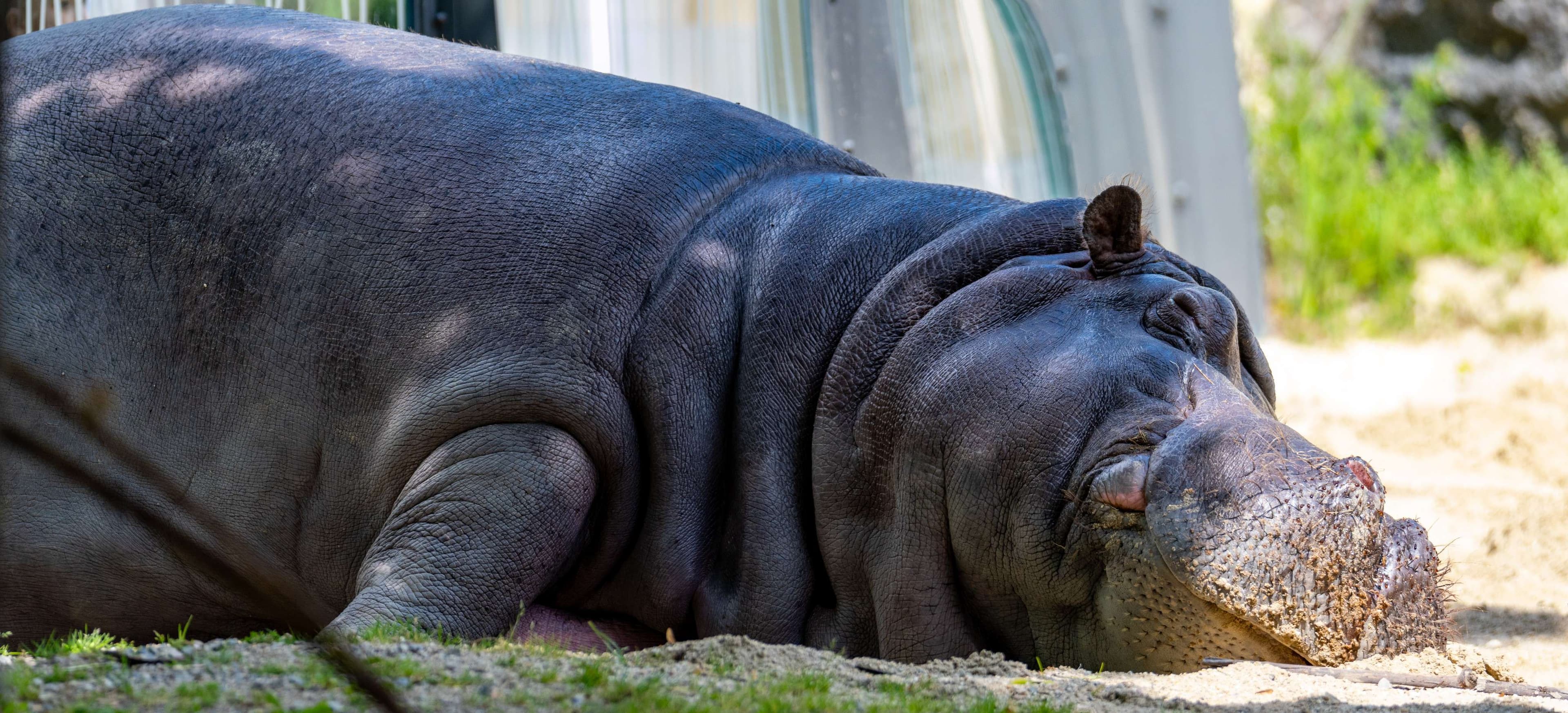There is a hippo laying on the ground in the dirt.