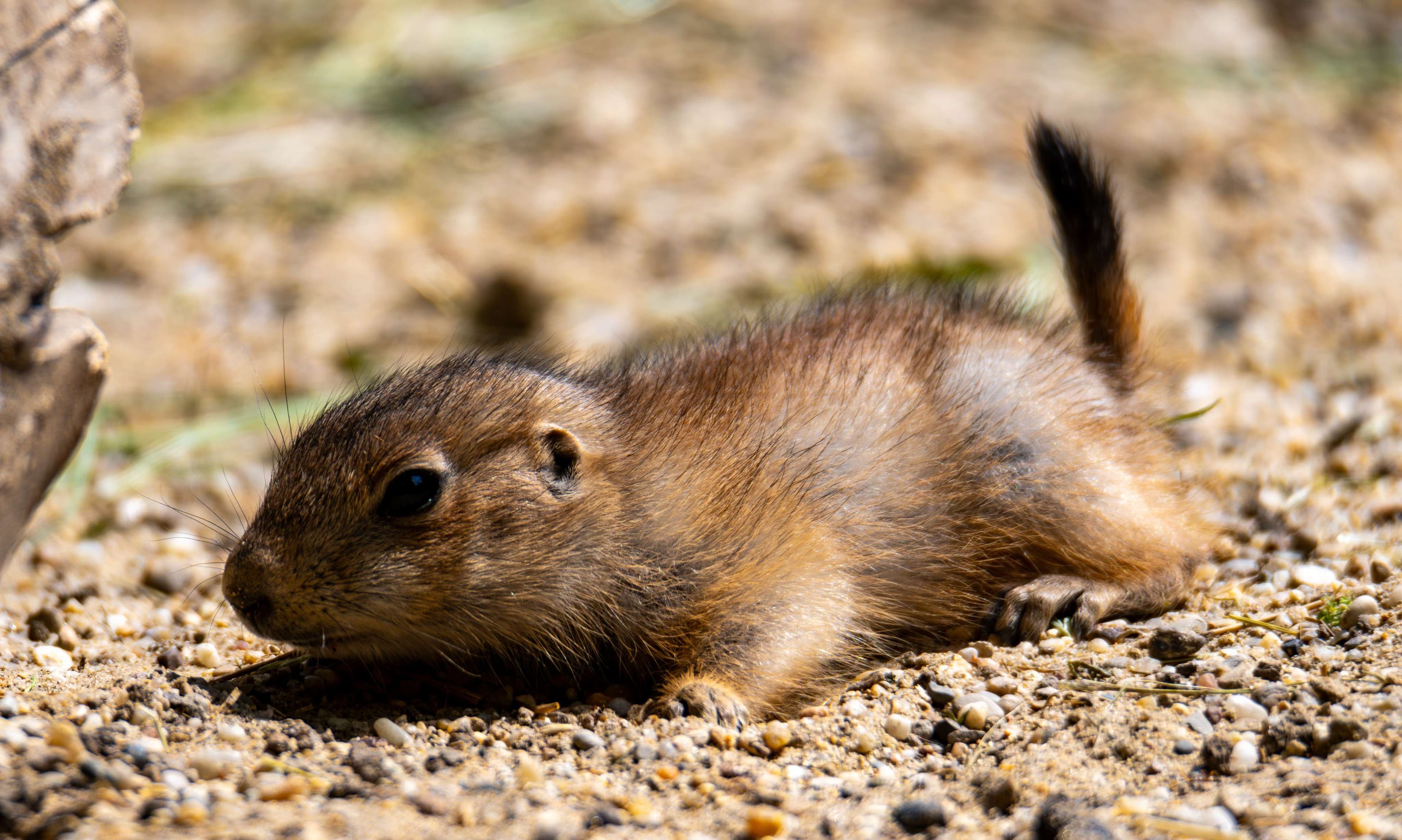 There is a small rodent that is sitting on the ground.