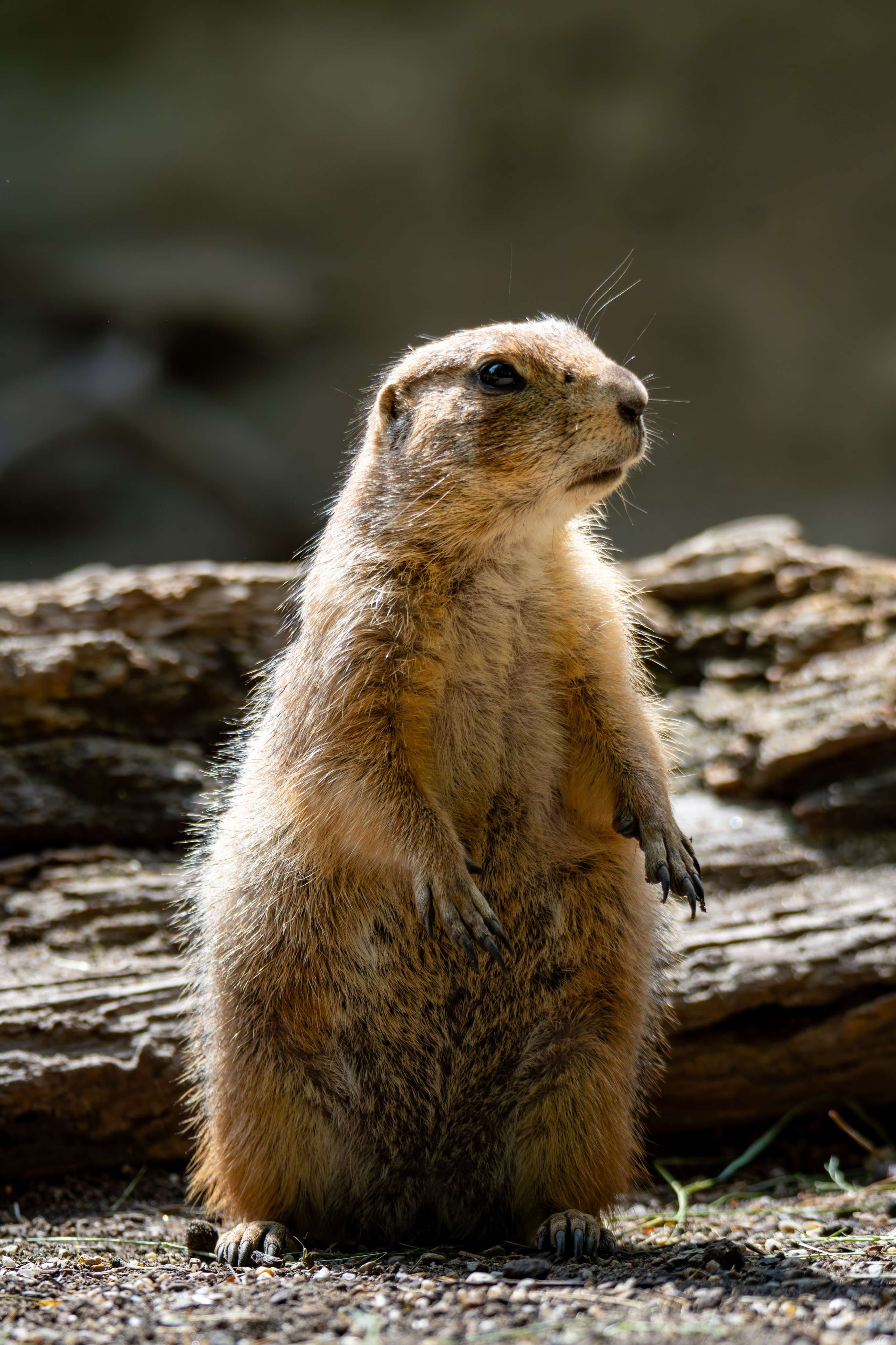 There is a small animal standing on its hind legs.