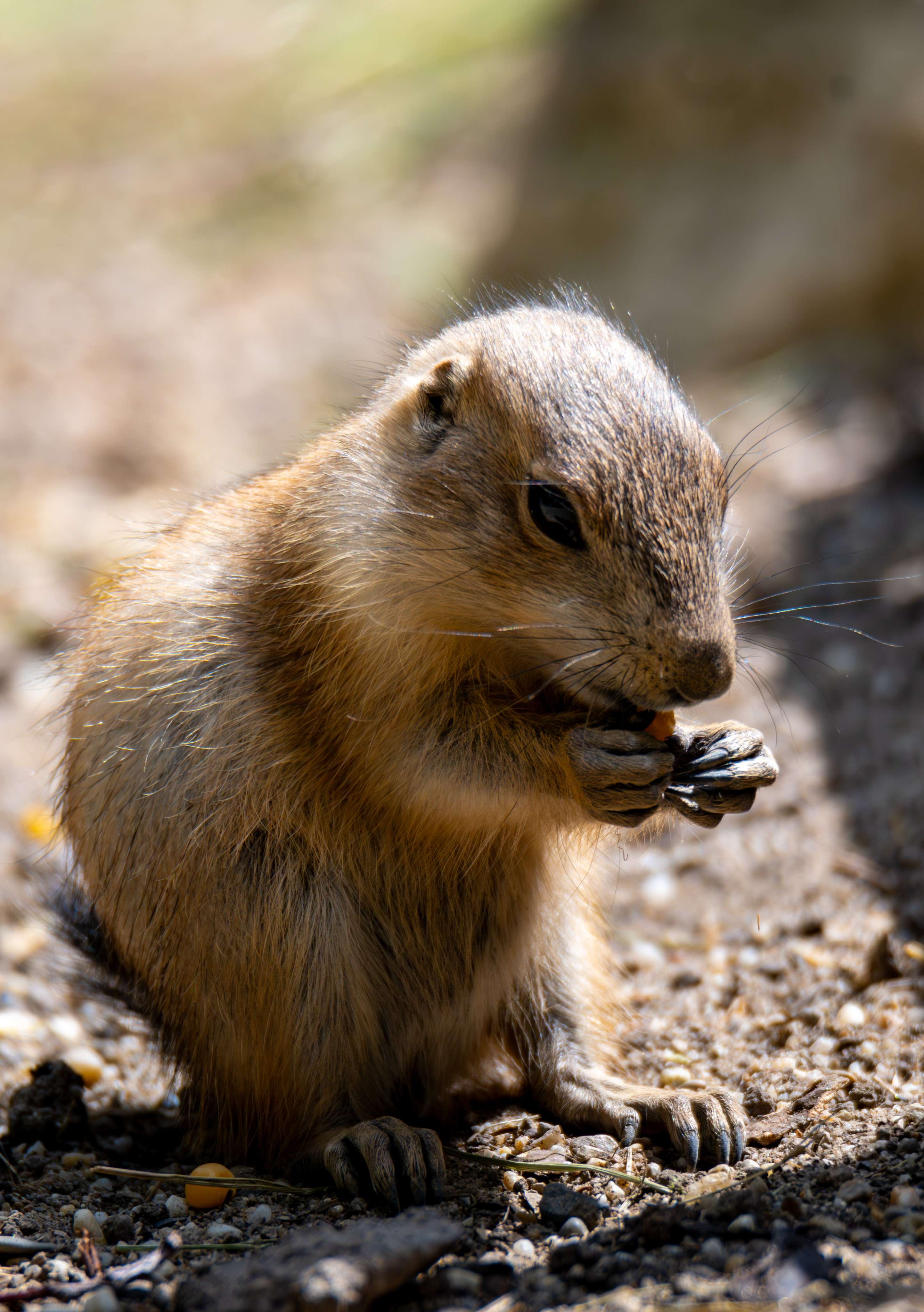 There is a small rodent sitting on the ground eating a piece of food.