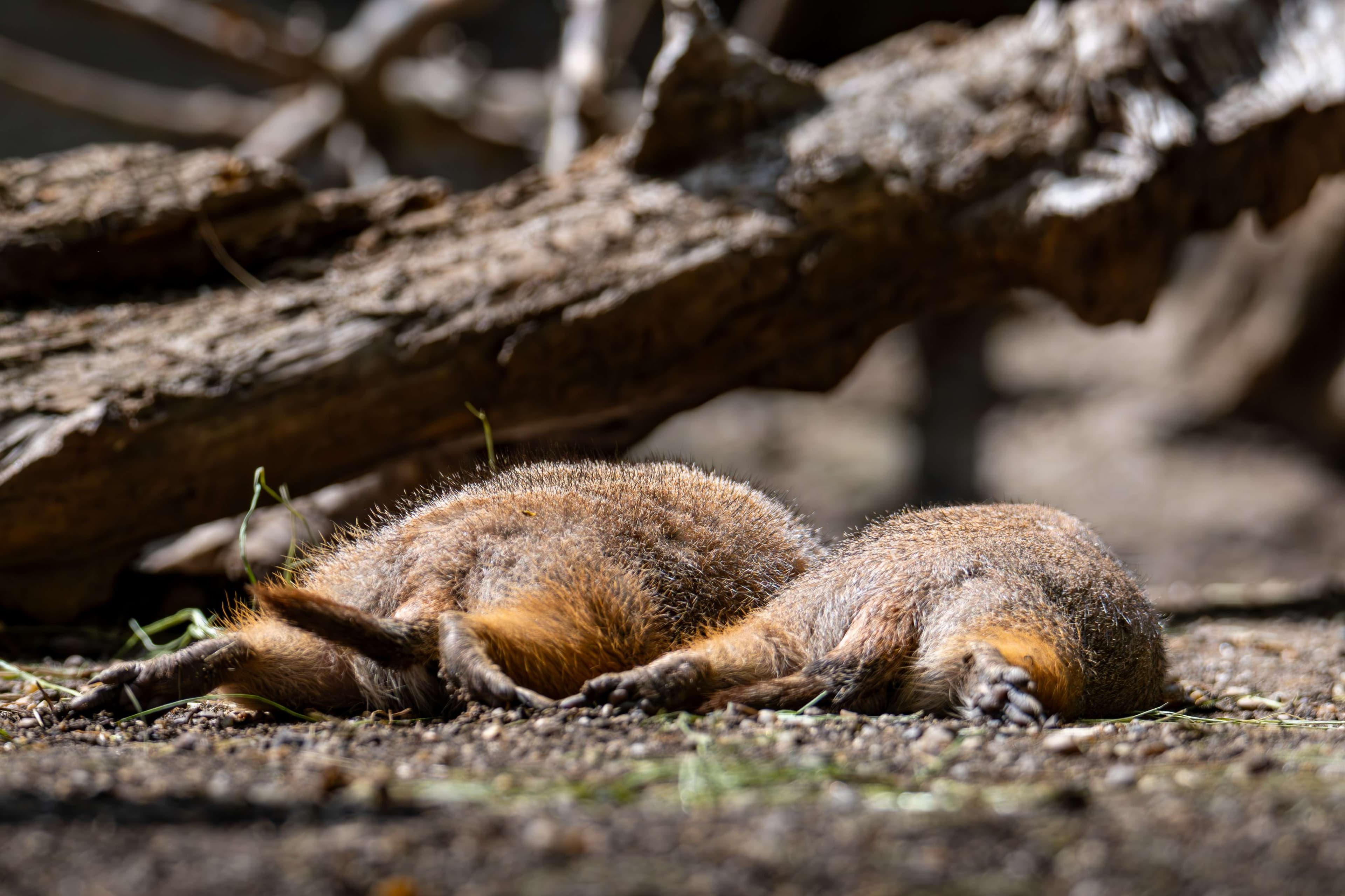 There is a small animal that is laying down on the ground.