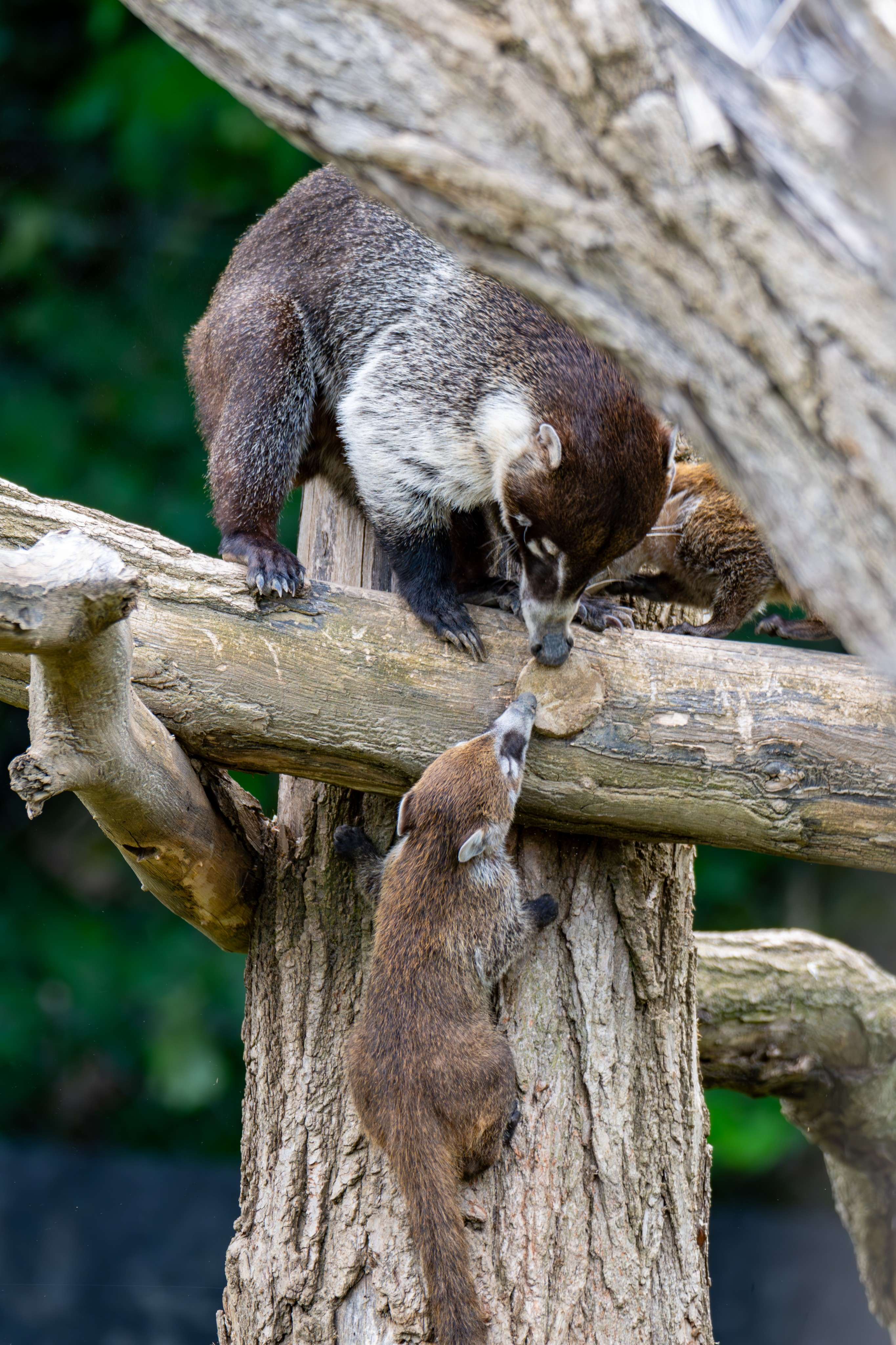 There are two animals that are standing on a tree branch.