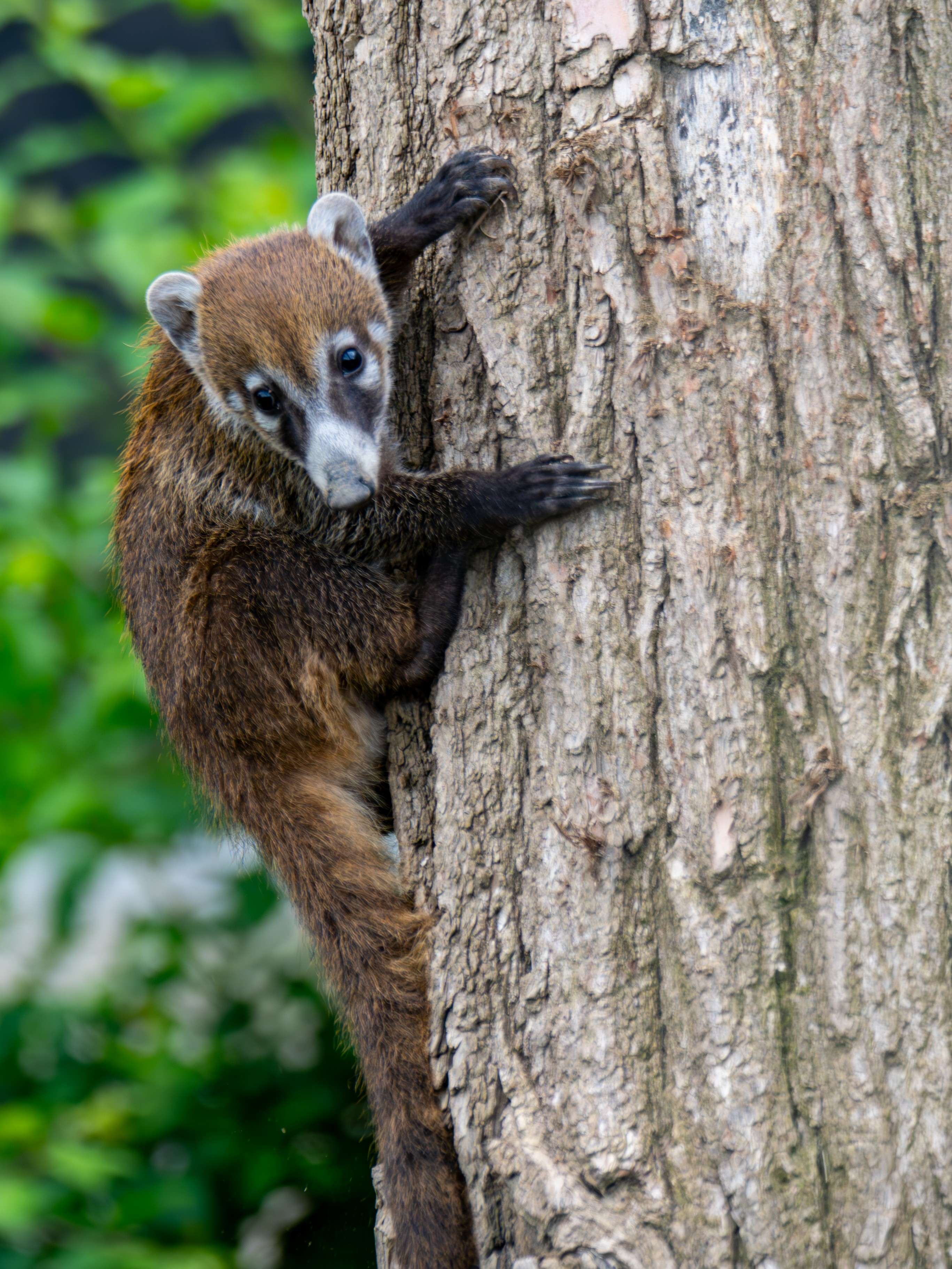 There is a small animal climbing up a tree trunk.