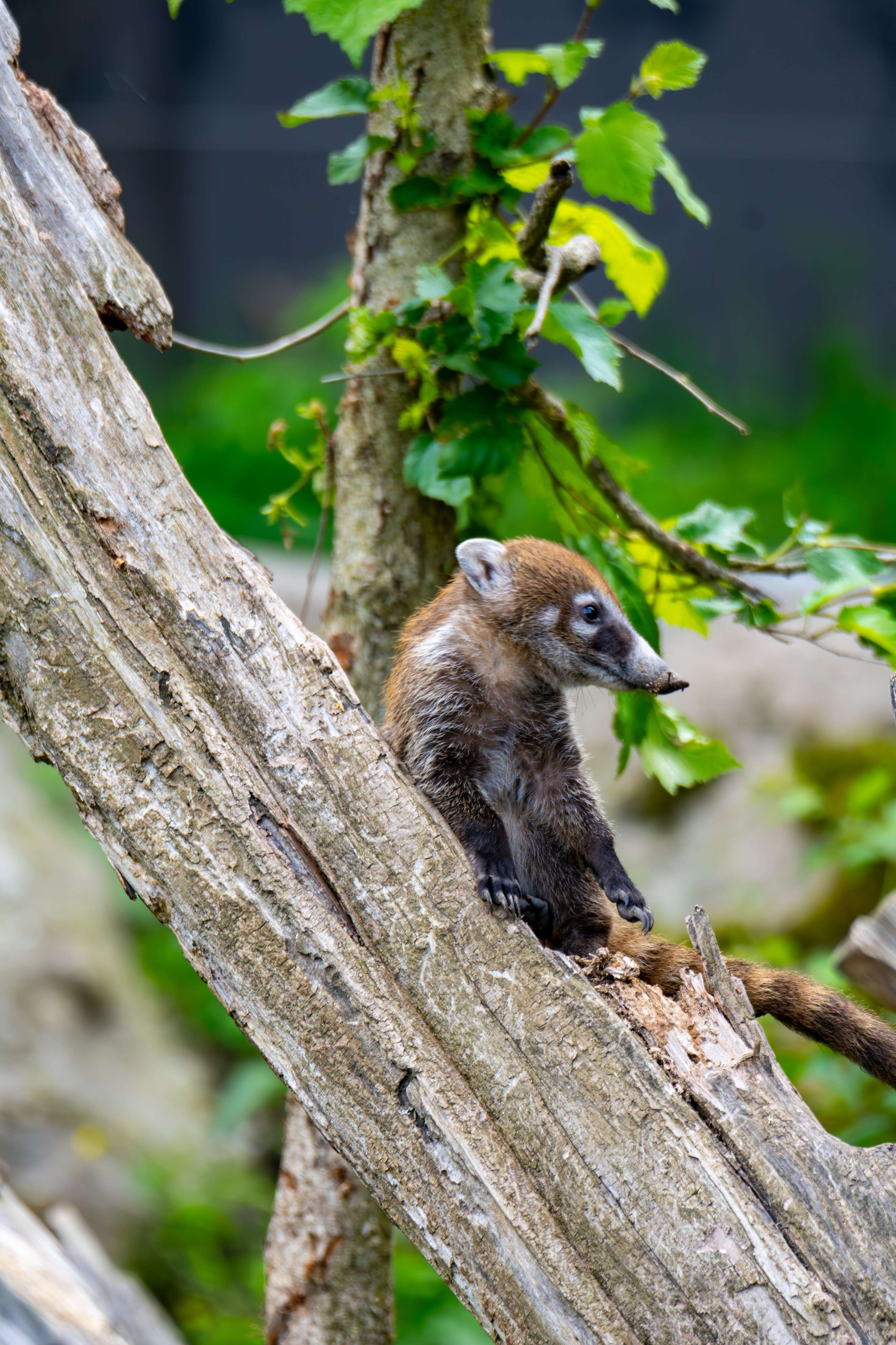 There is a small animal that is sitting on a tree.