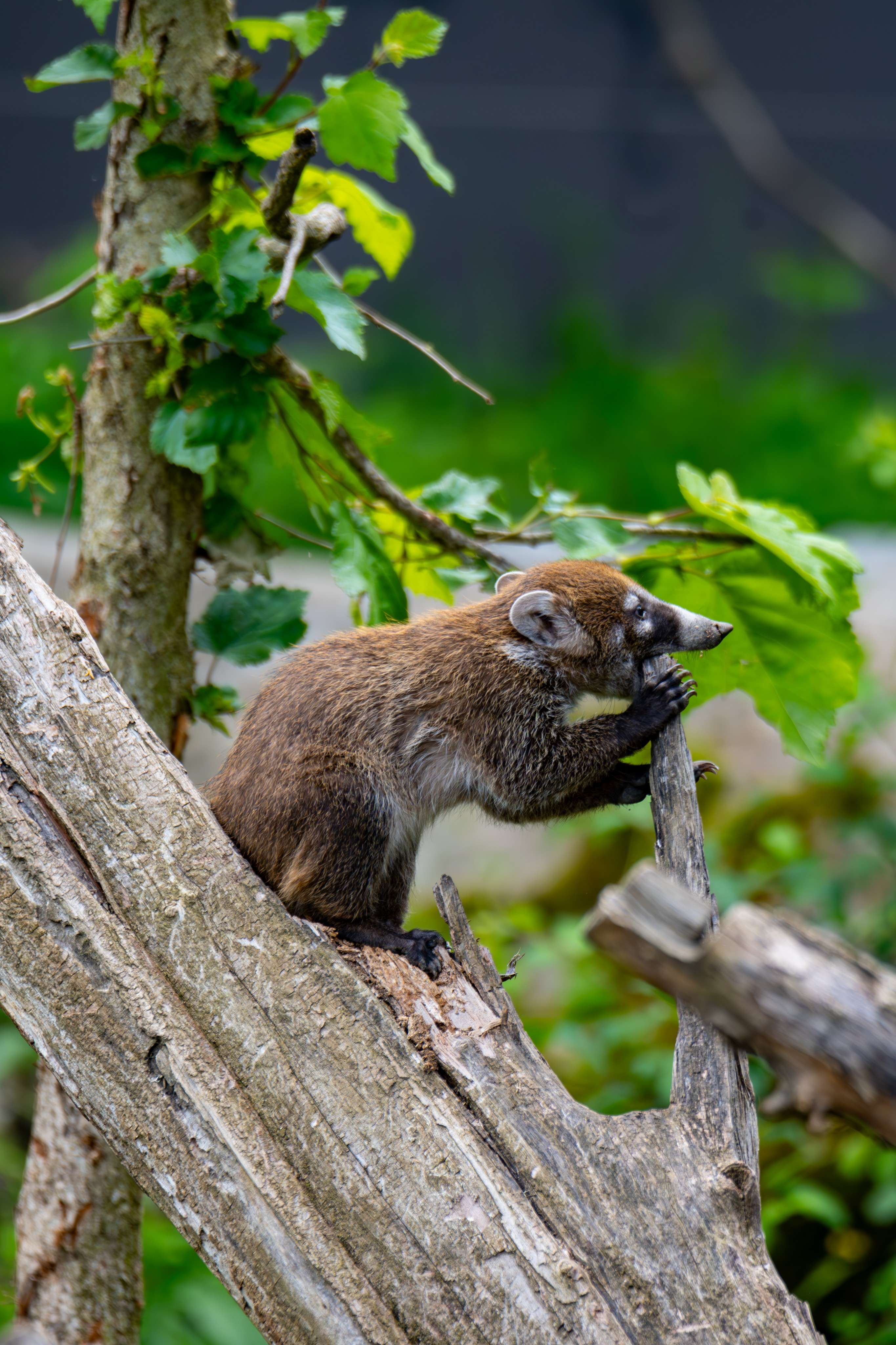 There is a small animal that is sitting on a tree branch.