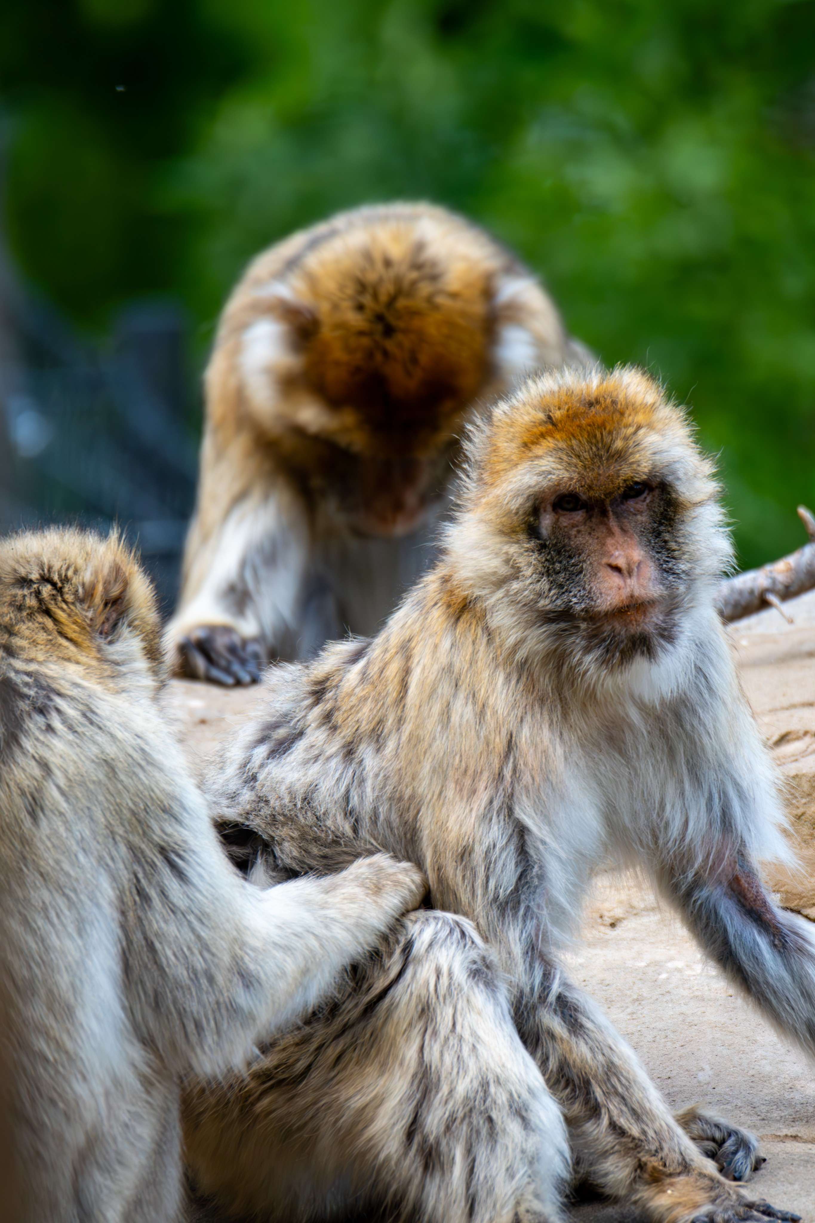Three monkeys sitting on a rock with one sitting on the ground.