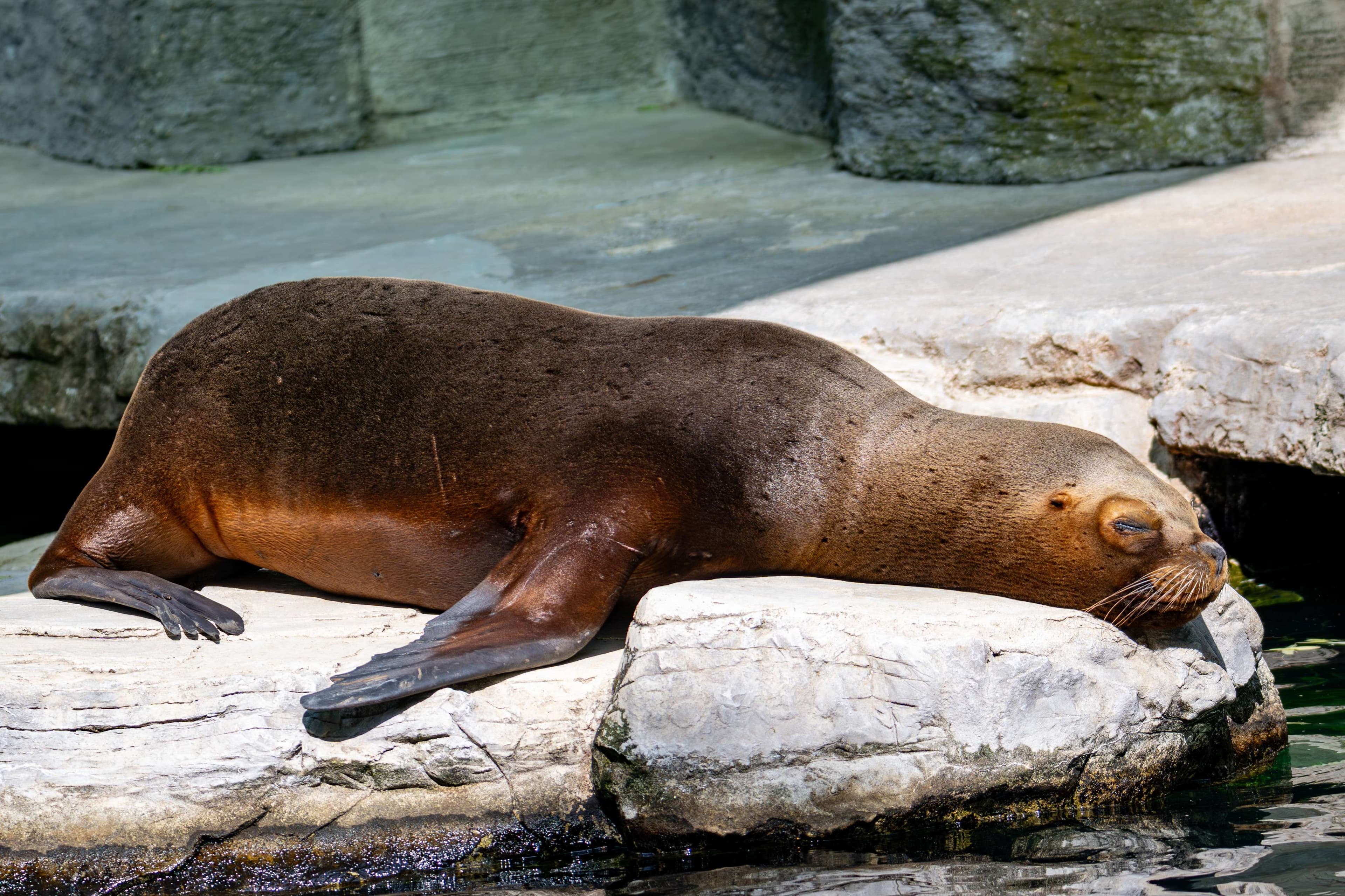 There is a seal that is laying on a rock in the water.