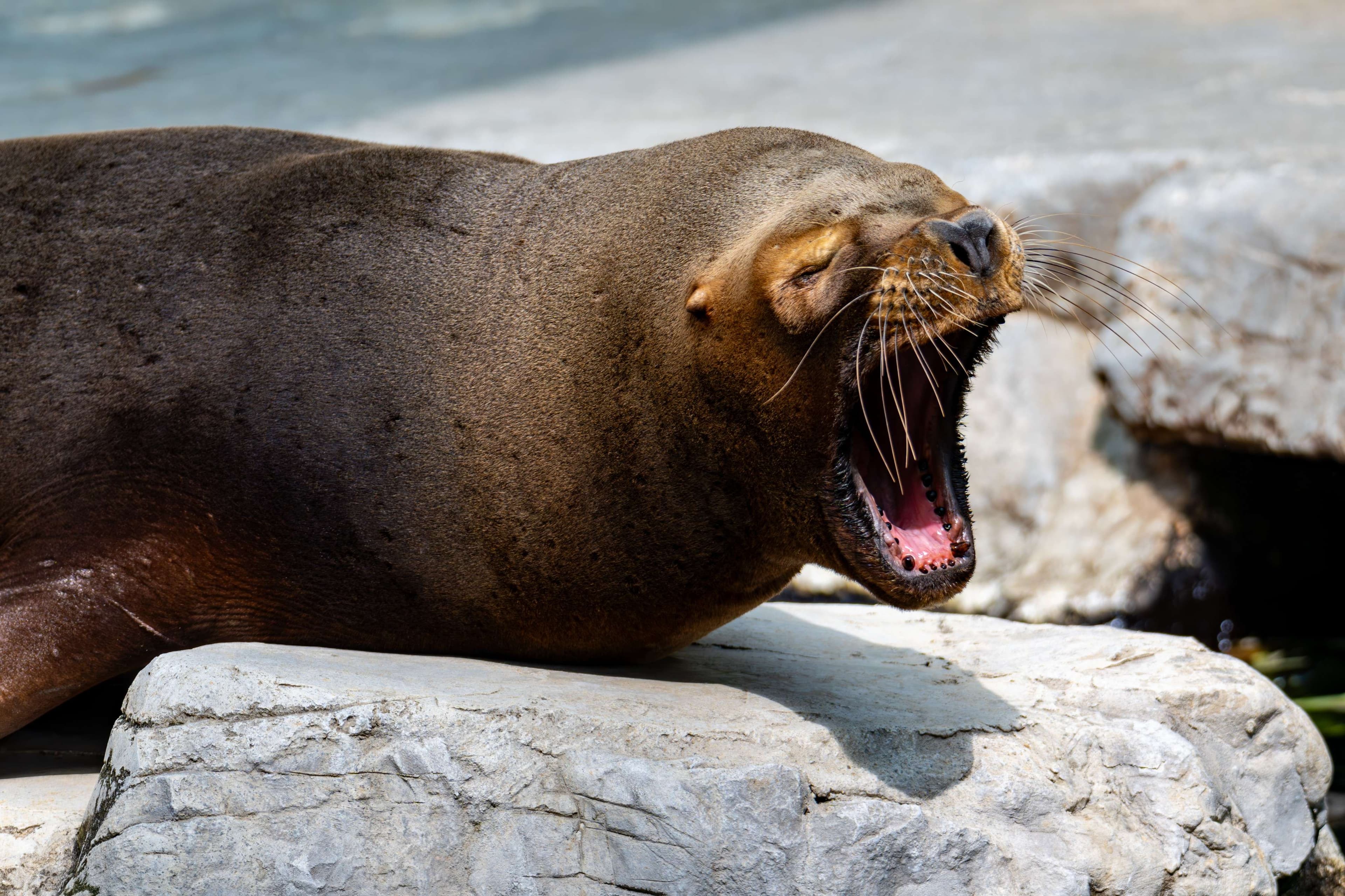 There is a seal that is sitting on a rock with its mouth open.
