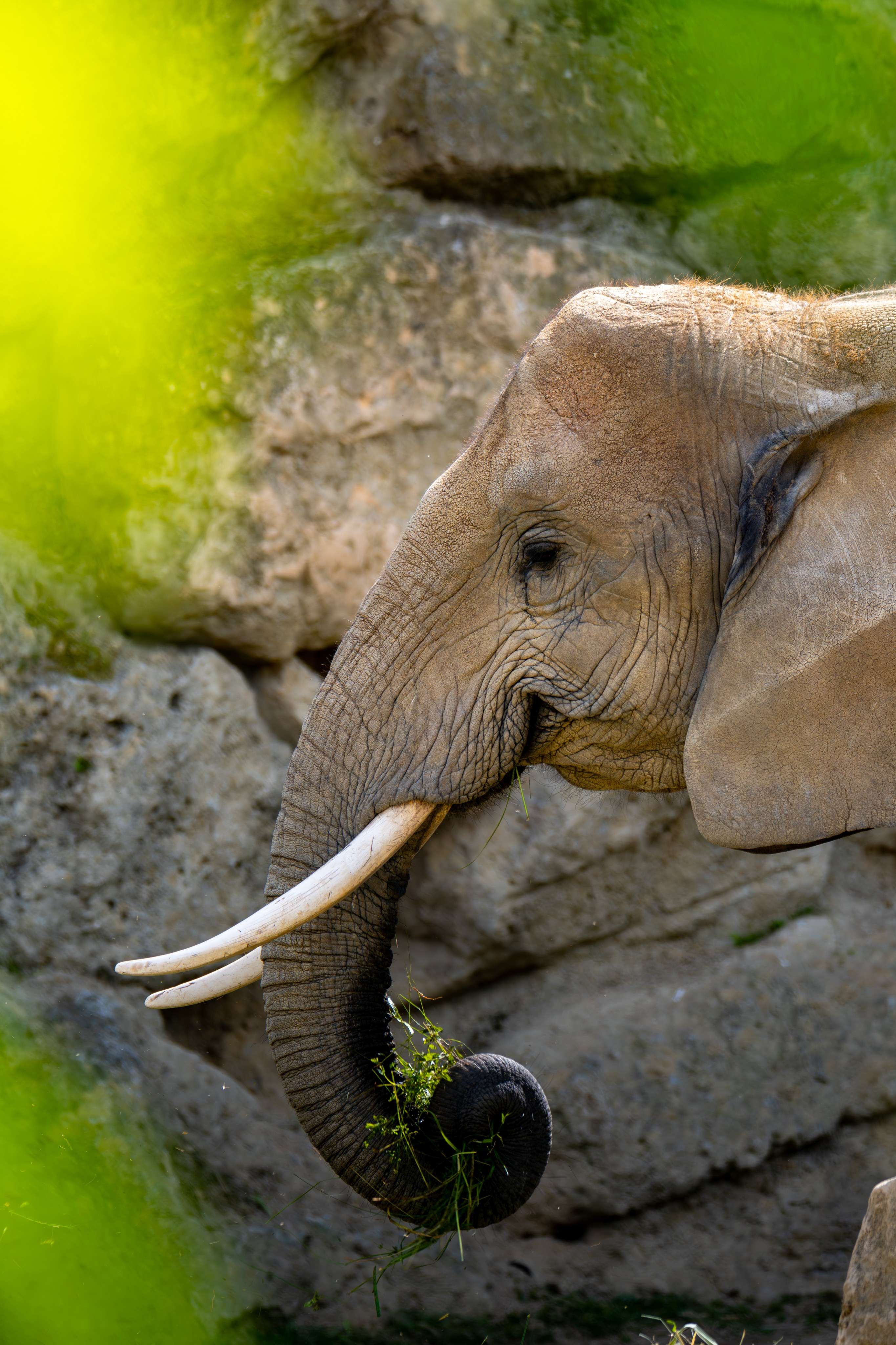 There is an elephant that is eating grass in the zoo.