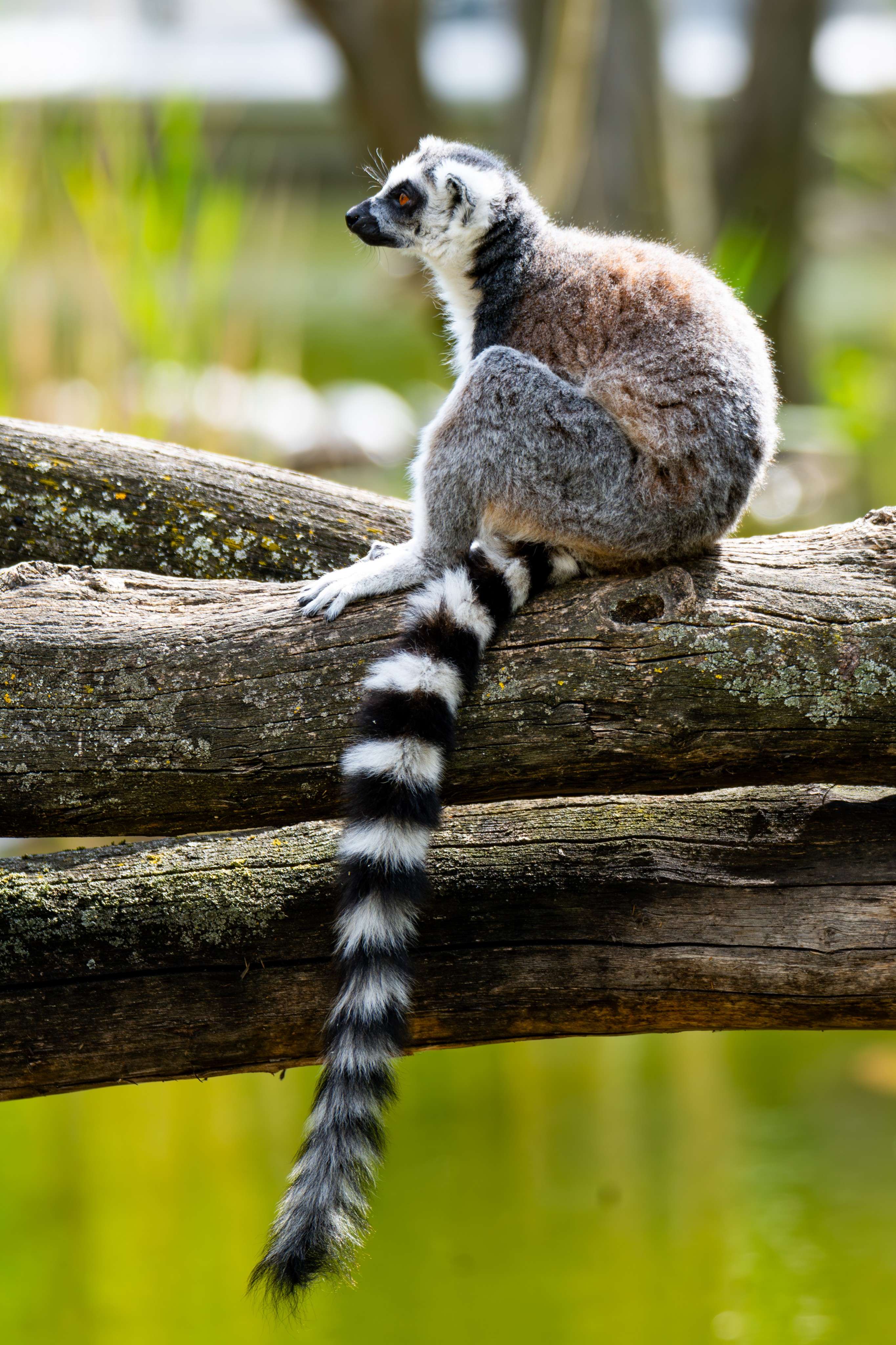 There is a lemur sitting on a tree branch in the forest.