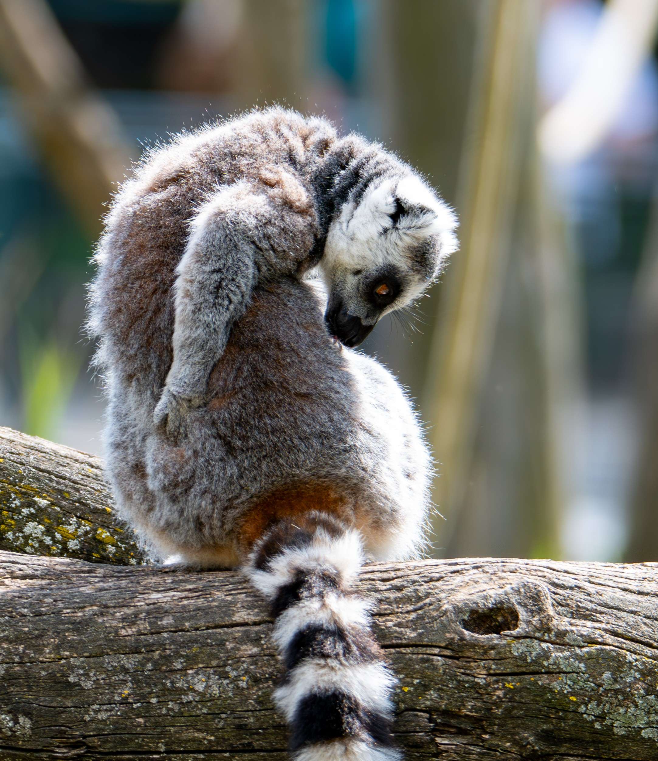 There is a small lemur sitting on a tree branch.