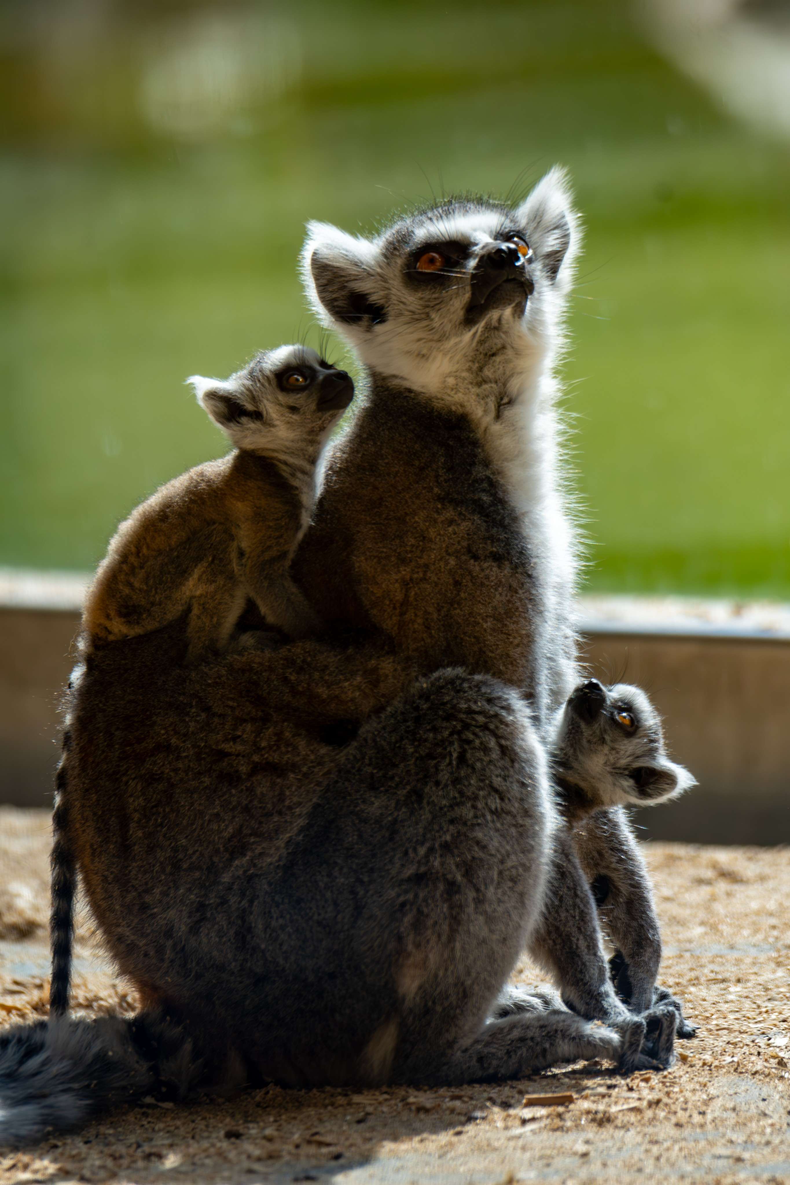 There is a baby lemur sitting on its mother' s back.