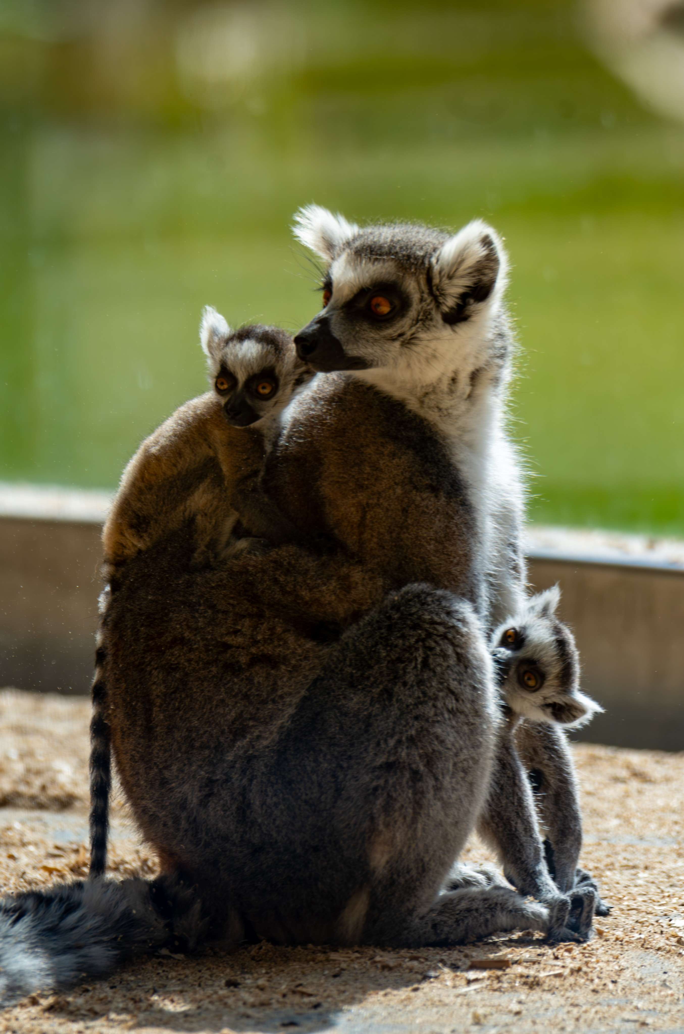 There are two baby lemurs sitting on the ground together.