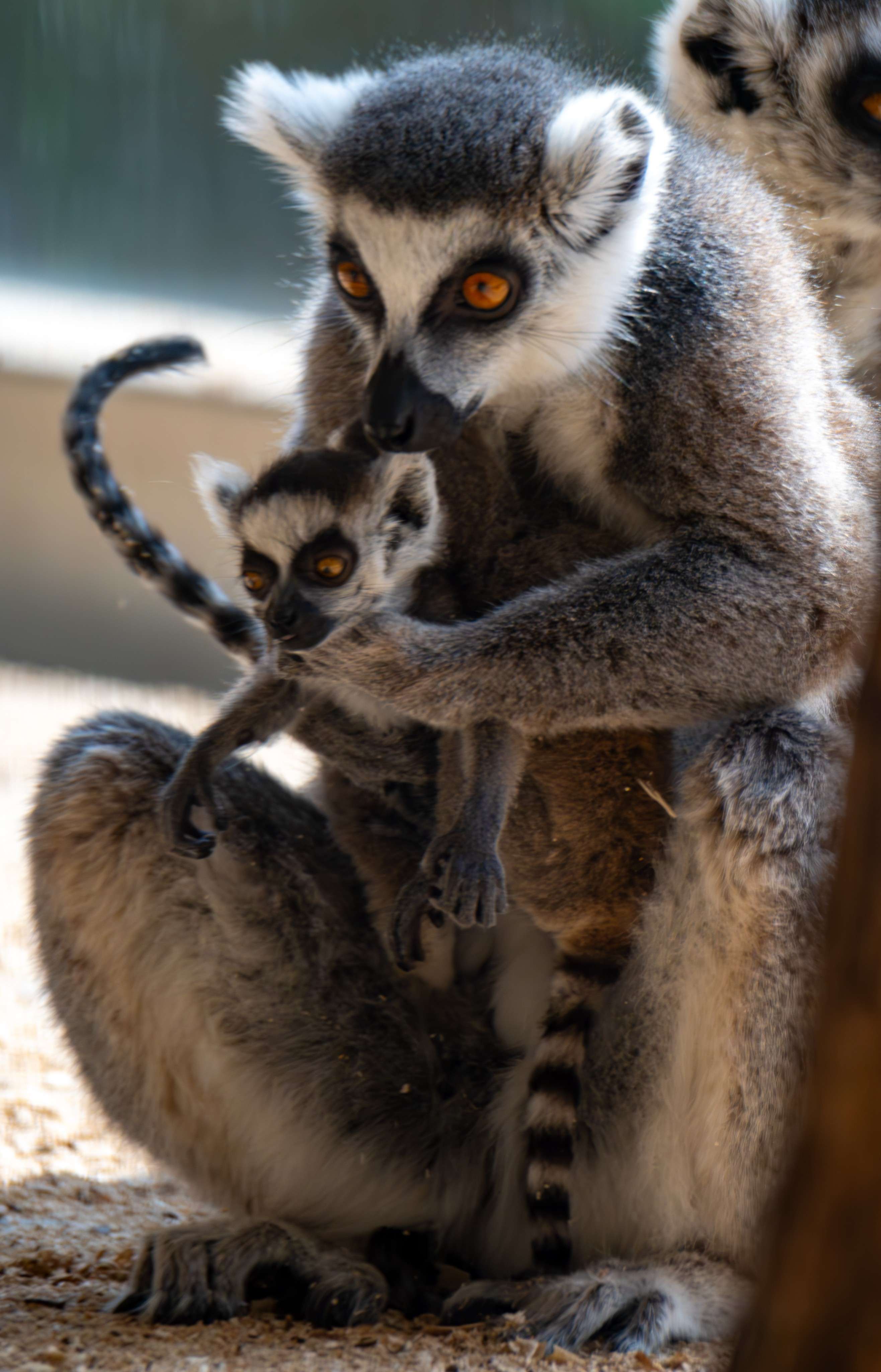 There are two lemurs sitting together on the ground.