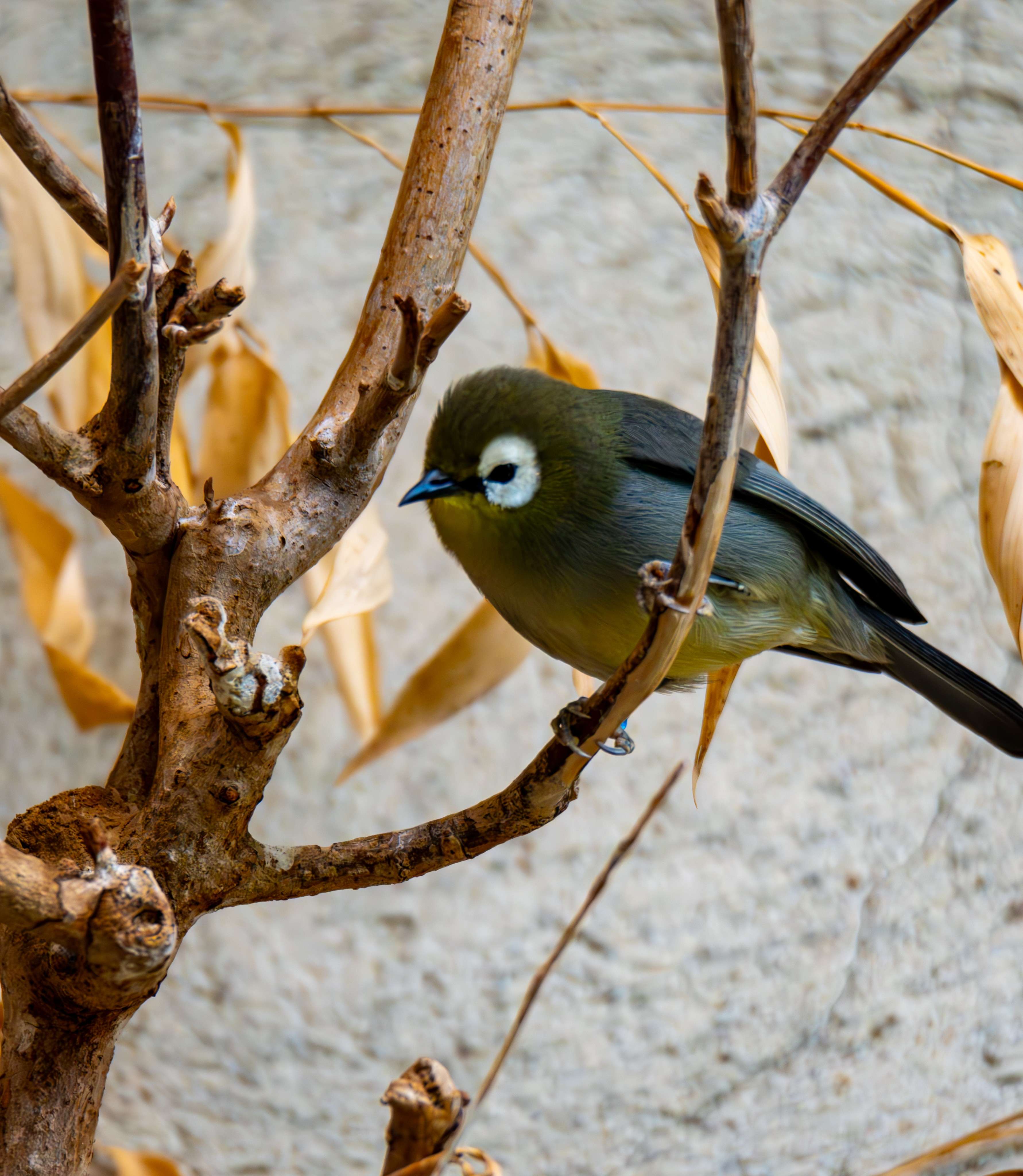 There is a small bird sitting on a branch of a tree.