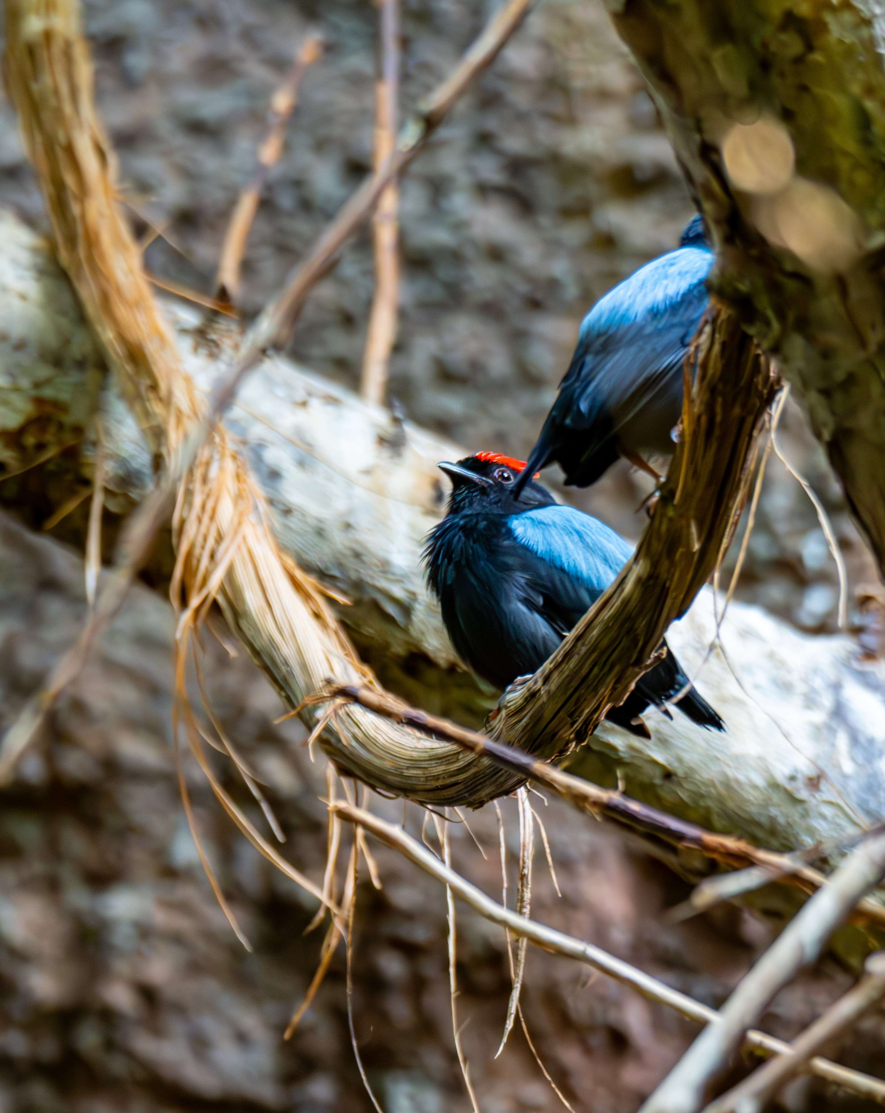 There are two birds sitting on a branch in the woods.