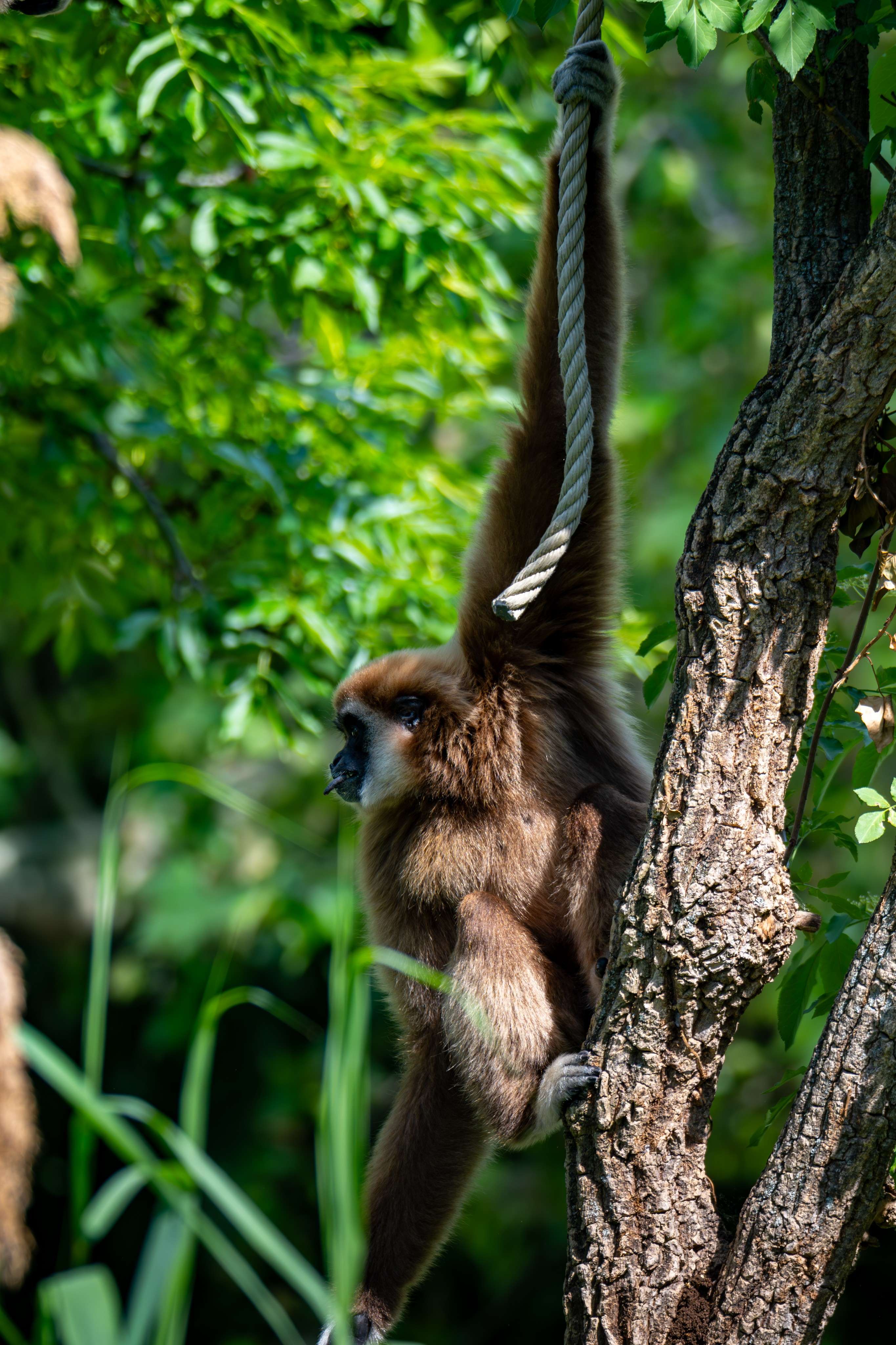 There is a monkey hanging from a tree branch with a rope.