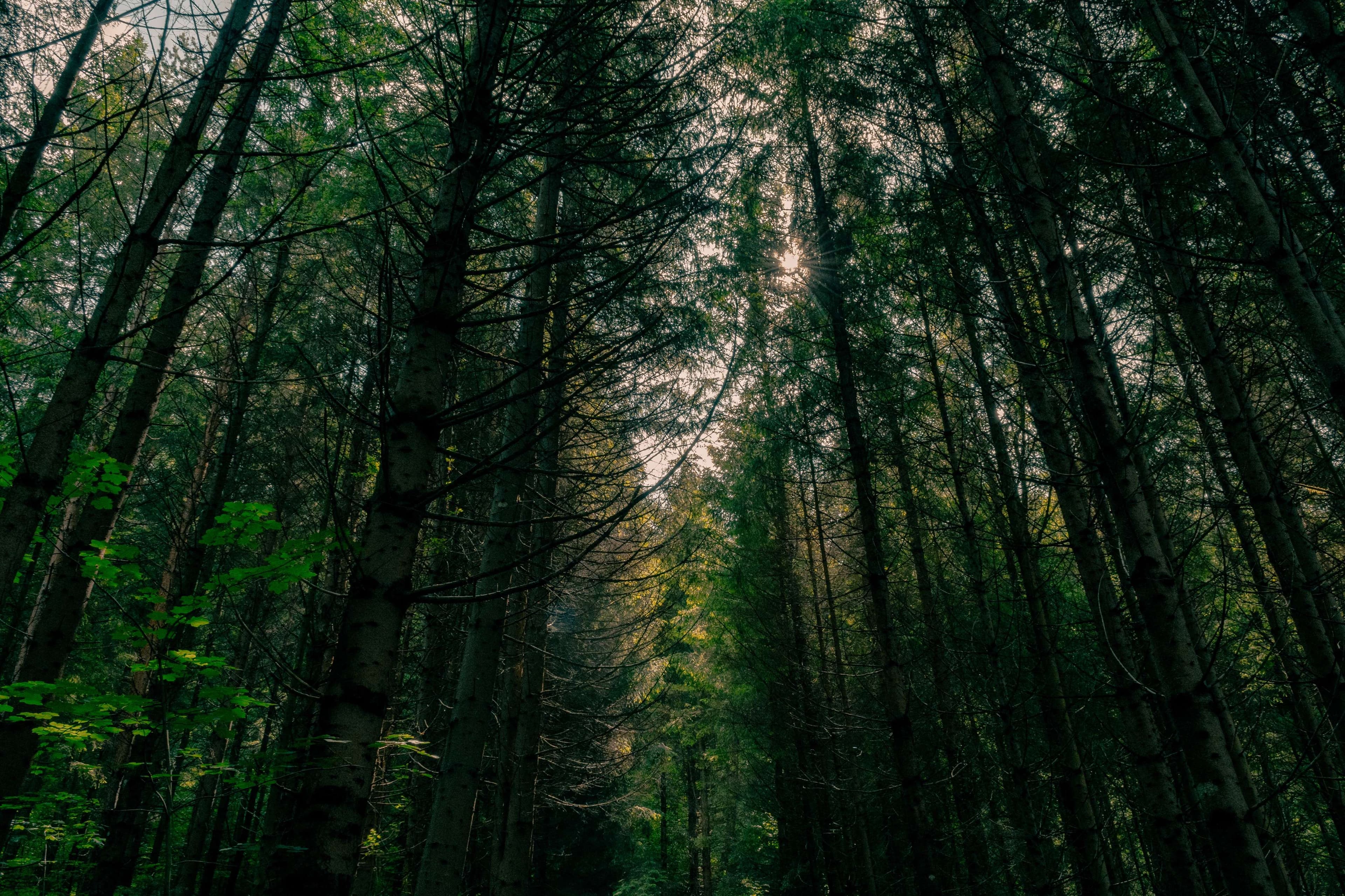 There is a dirt road that is surrounded by tall trees.