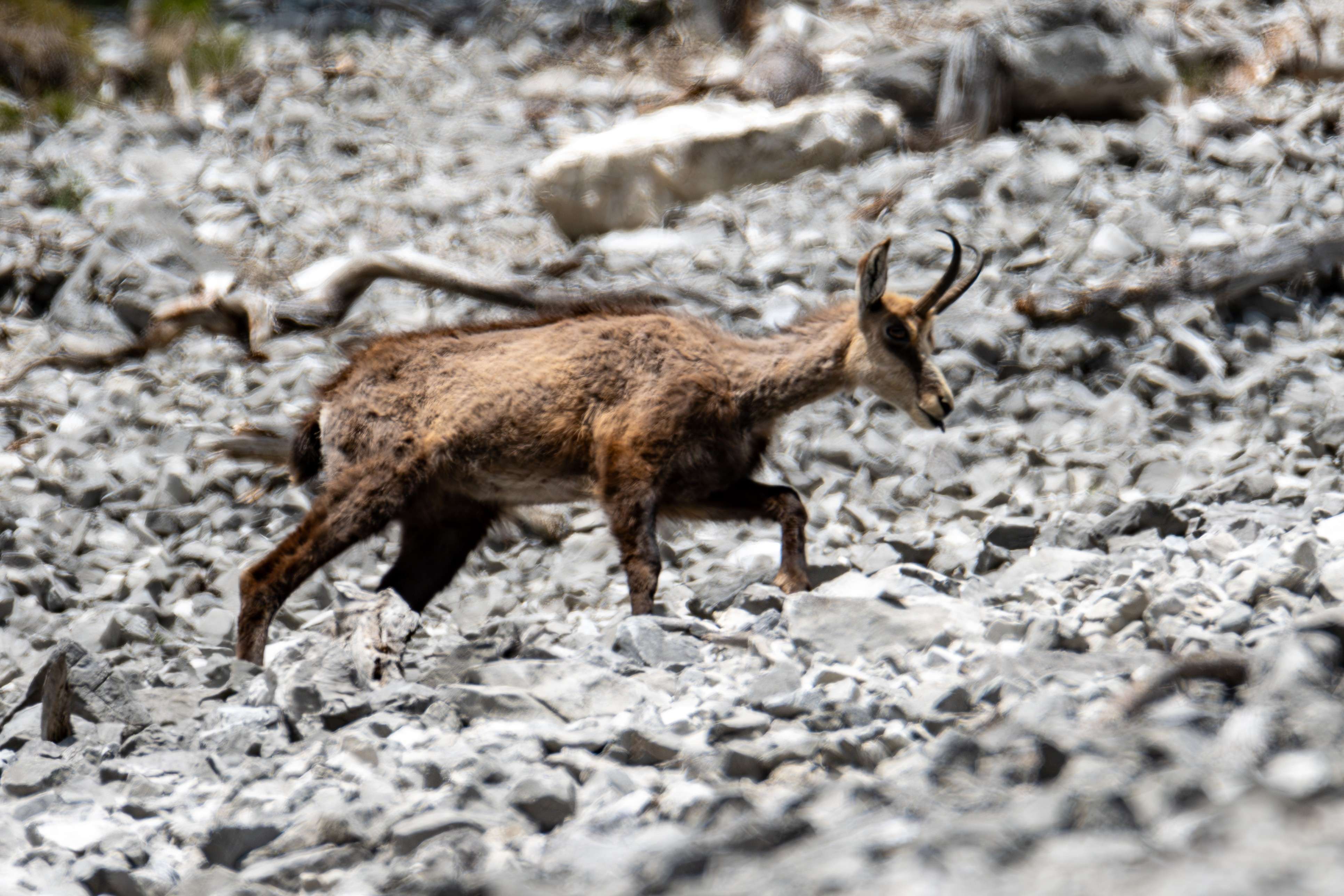There is a small goat that is walking on a rocky hill.