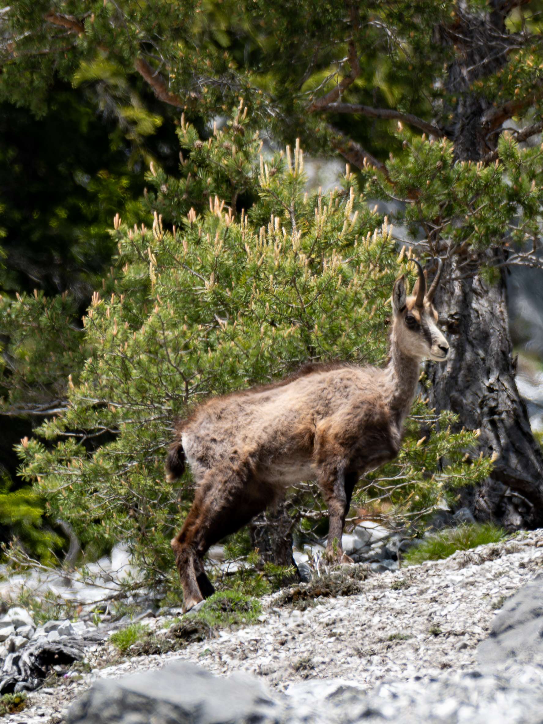There is a goat that is standing on a rocky hill.