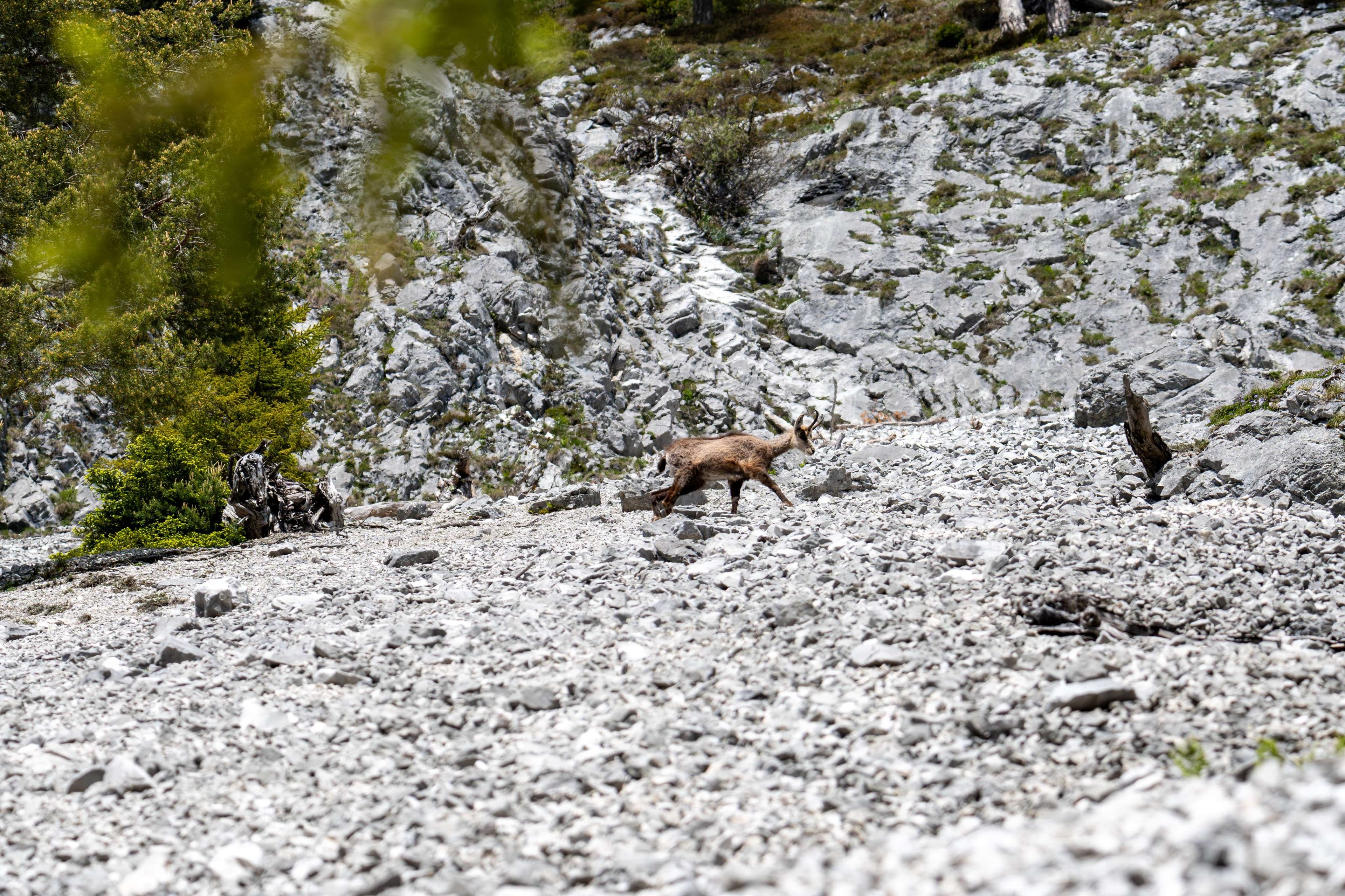 There is a goat that is walking on a rocky hill.