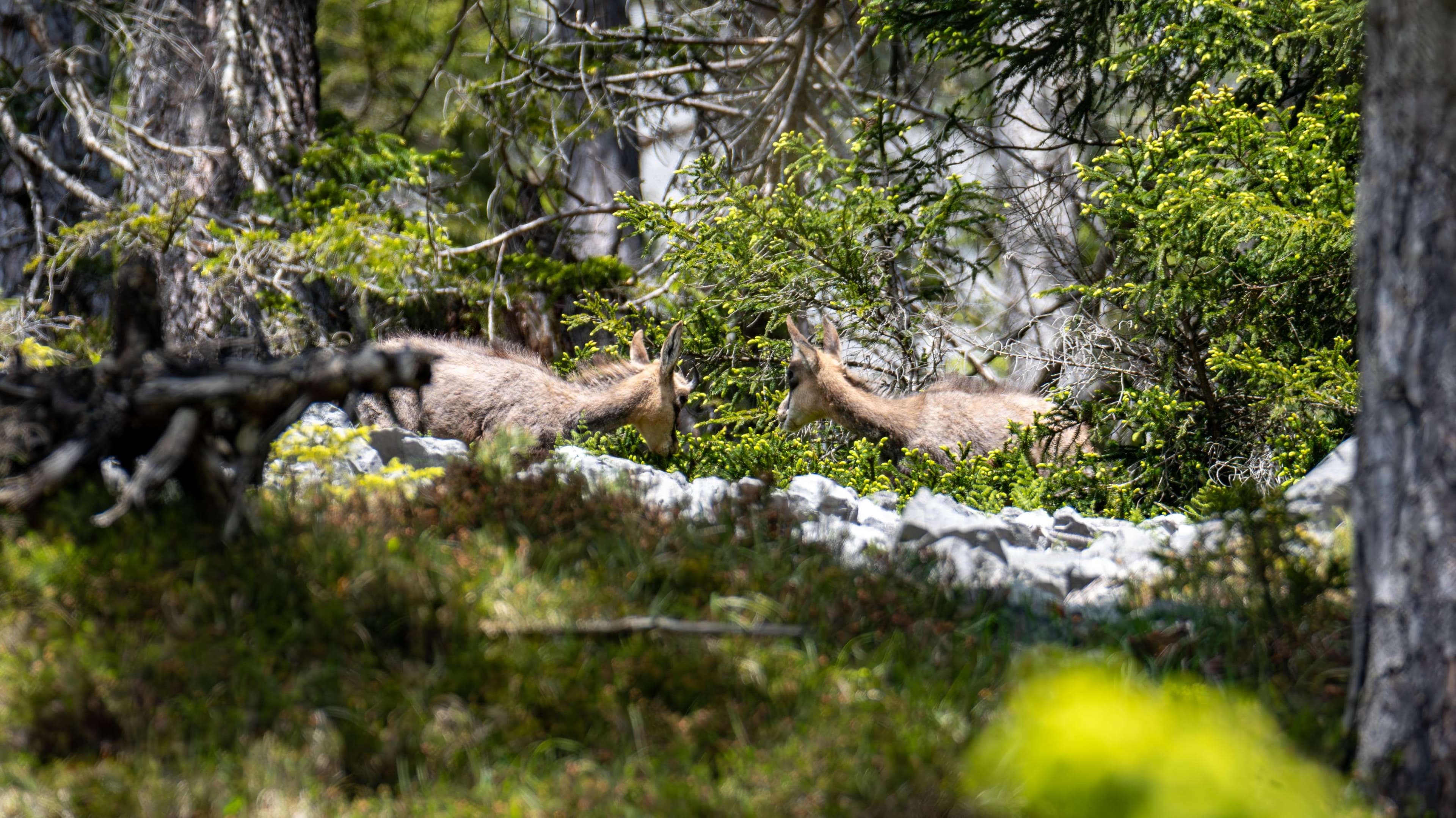There are two animals that are walking in the woods together.